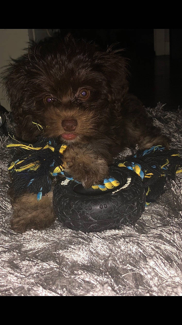 Foxy Brown Suga Baby is registered to the contest to win money with this photo: canidae, carnivore, collar, companion_dog, dog, dog_breed, dog_supply, fur, liver, mammal, non_sporting_group, pet_supply, poodle_crossbreed, puppy, snout, sporting_group, toy_dog, vertebrate, water_dog, working_animal