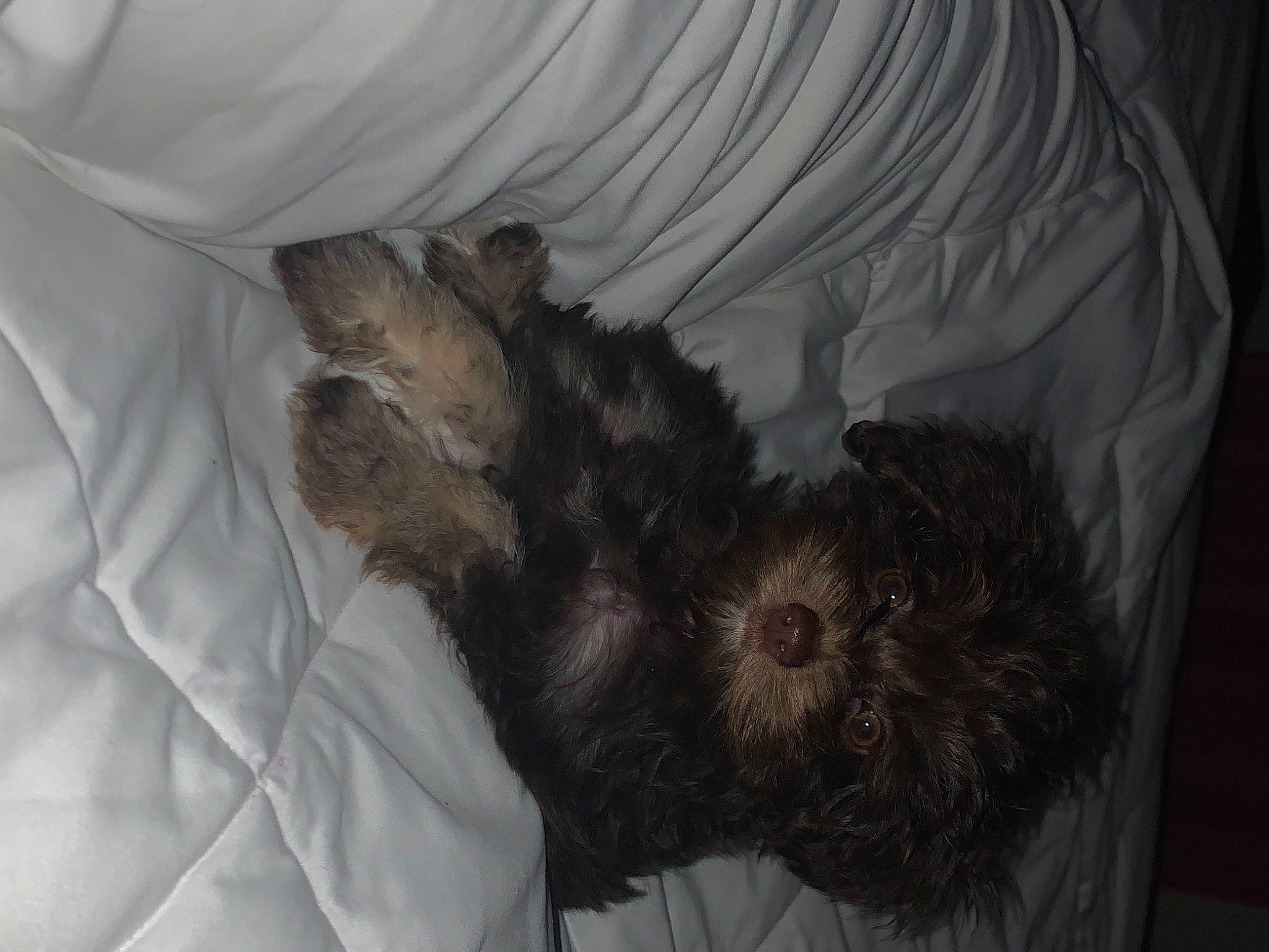 Foxy Brown Suga Baby is registered to the contest to win money with this photo: canidae, carnivore, companion_dog, dog, dog_breed, liver, small_terrier, terrier, toy_dog, working_animal, working_dog