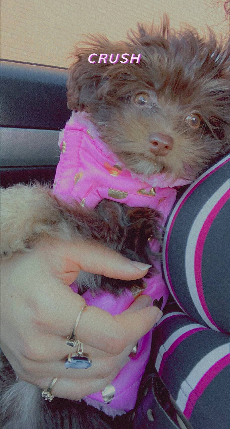 Foxy Brown Suga Baby joined the competition — help win amazing prizes! body_jewelry, bracelet, canidae, carnivore, companion_dog, dog, dog_breed, dog_clothes, dog_supply, fur, jewellery, liver, nail, pet_supply, pink, puppy, snout, sporting_group, toy_dog, working_animal