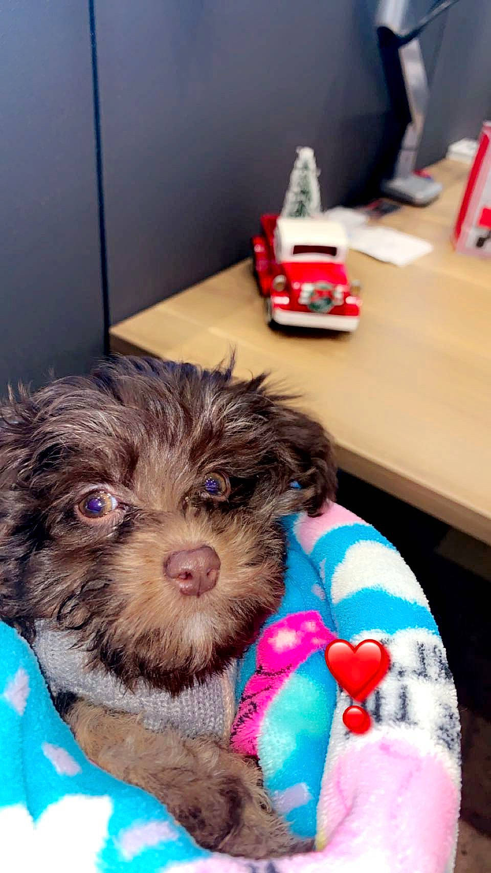 Foxy Brown Suga Baby joined the competition — help win amazing prizes! baby_toys, canidae, carmine, carnivore, companion_dog, dog, dog_breed, dog_supply, dog_toy, fur, liver, pet_supply, puppy, snout, sporting_group, toy, toy_dog, toy_vehicle, vertebrate, working_animal