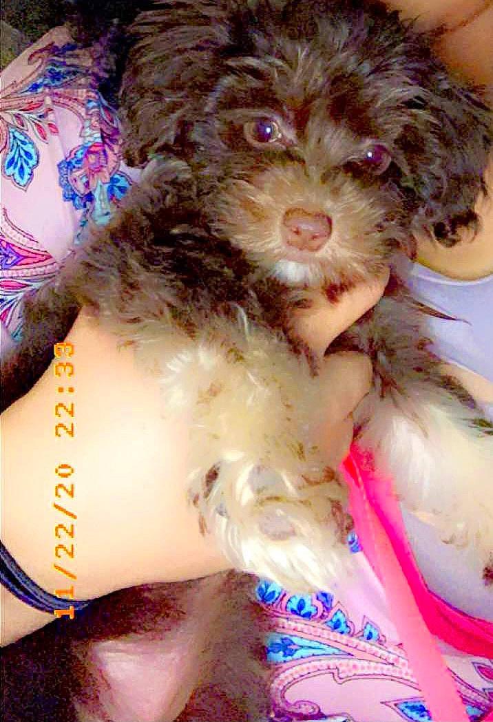 Foxy Brown Suga Baby joined the competition — help win amazing prizes! canidae, carnivore, companion_dog, dog, dog_breed, dog_supply, flesh, labradoodle, liver, non_sporting_group, pet_supply, poodle_crossbreed, puppy_love, skin, sporting_group, toy_dog, vertebrate, water_dog, working_animal, working_dog