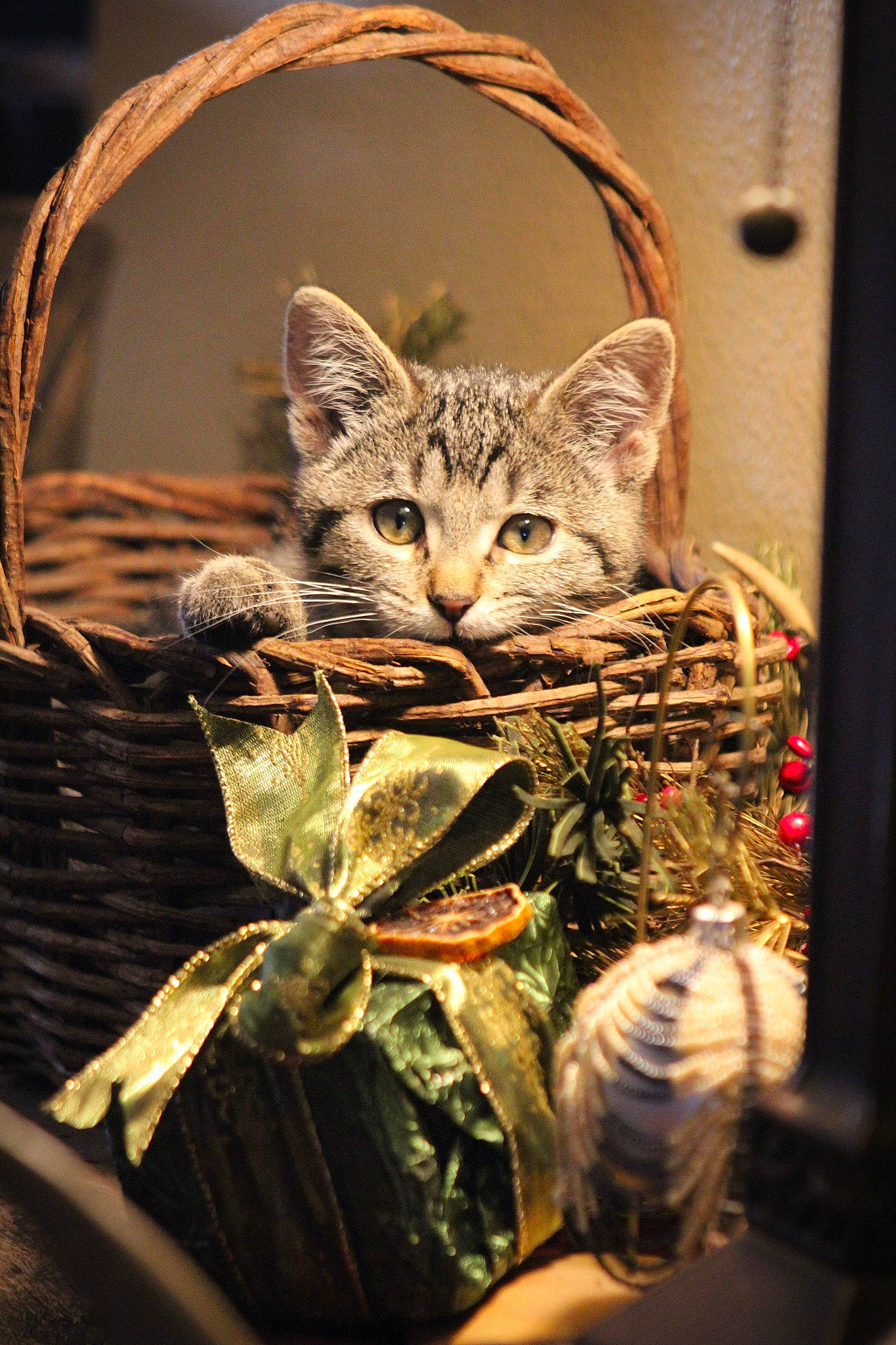 Ella is registered to the contest to win money with this photo: art, carnivore, cat, claw, darkness, domestic_short_haired_cat, felidae, fur, grass, macro_photography, metal, small_to_medium_sized_cats, snout, terrestrial_animal, twig, visual_arts, whiskers, wildlife, window, wood