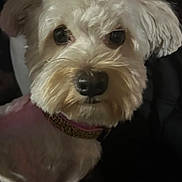 Paris joined the competition — help win amazing prizes! dog, pet, close_up, white_fur, bow, collar, leopard_print, cute, animal, indoors, portrait, fluffy, face, nose, ears, dark_background, companion, friendly, domestic_animal, fur