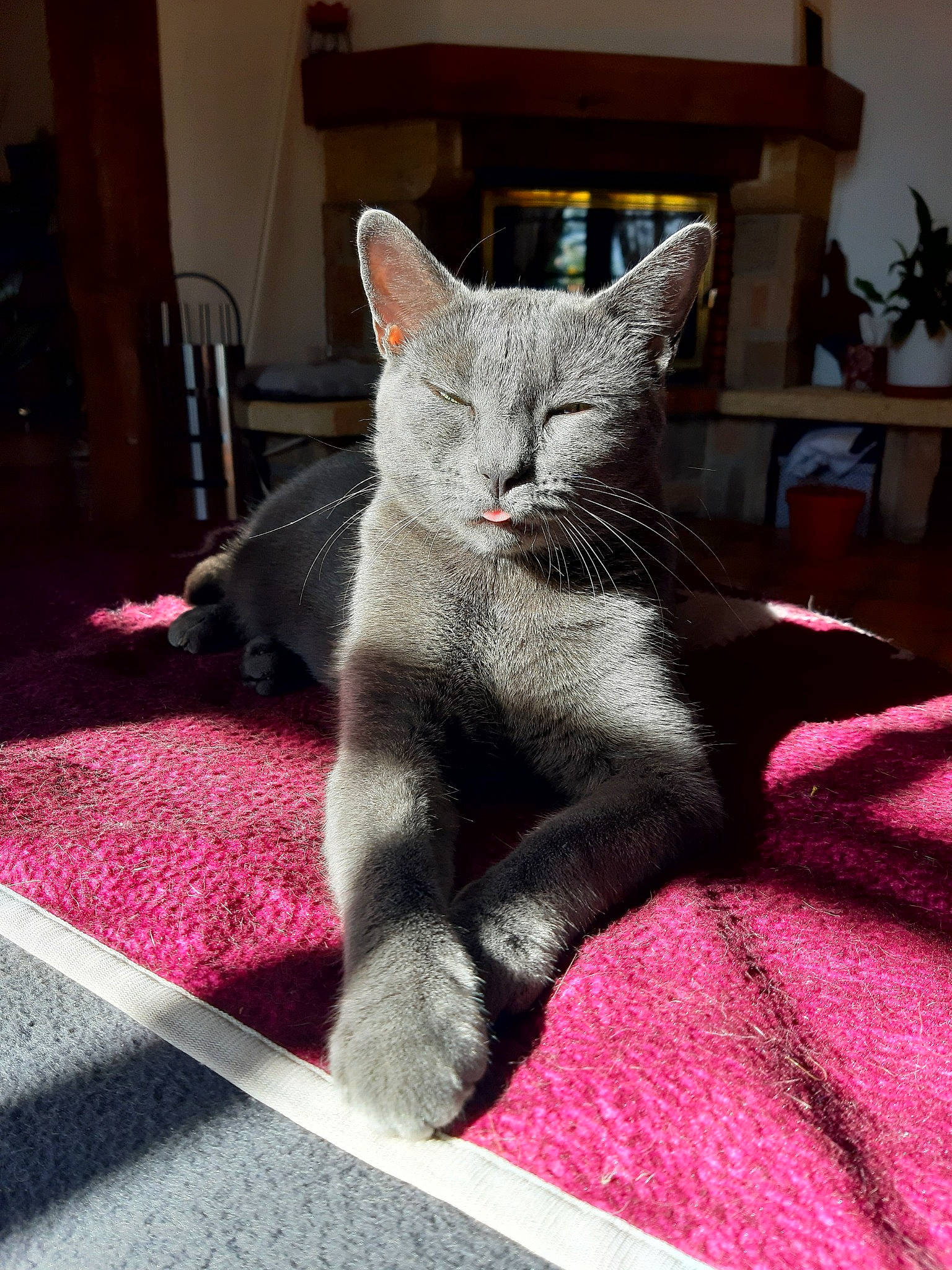 Nouméa participe au concours pour gagner de l'argent avec cette photo : asian, british_shorthair, carnivore, cat, chartreux, domestic_short_haired_cat, felidae, kitten, korat, mammal, russian_blue, small_to_medium_sized_cats, snout, vertebrate, whiskers
