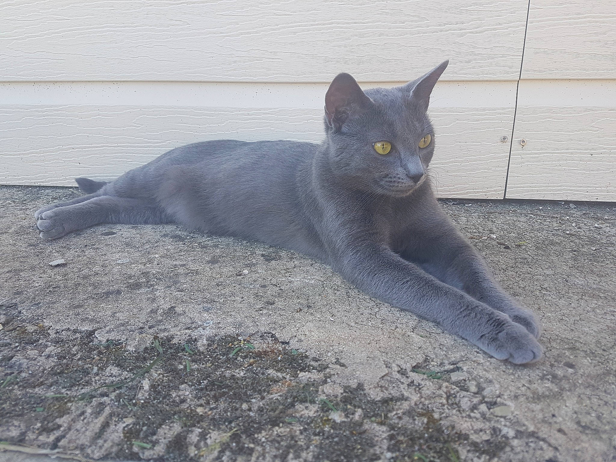 Nouméa a rejoint le concours — aidez-le/la à gagner de superbes lots ! british_shorthair, burmese, carnivore, cat, chartreux, domestic_short_haired_cat, felidae, korat, mammal, russian_blue, small_to_medium_sized_cats, tail, vertebrate, whiskers