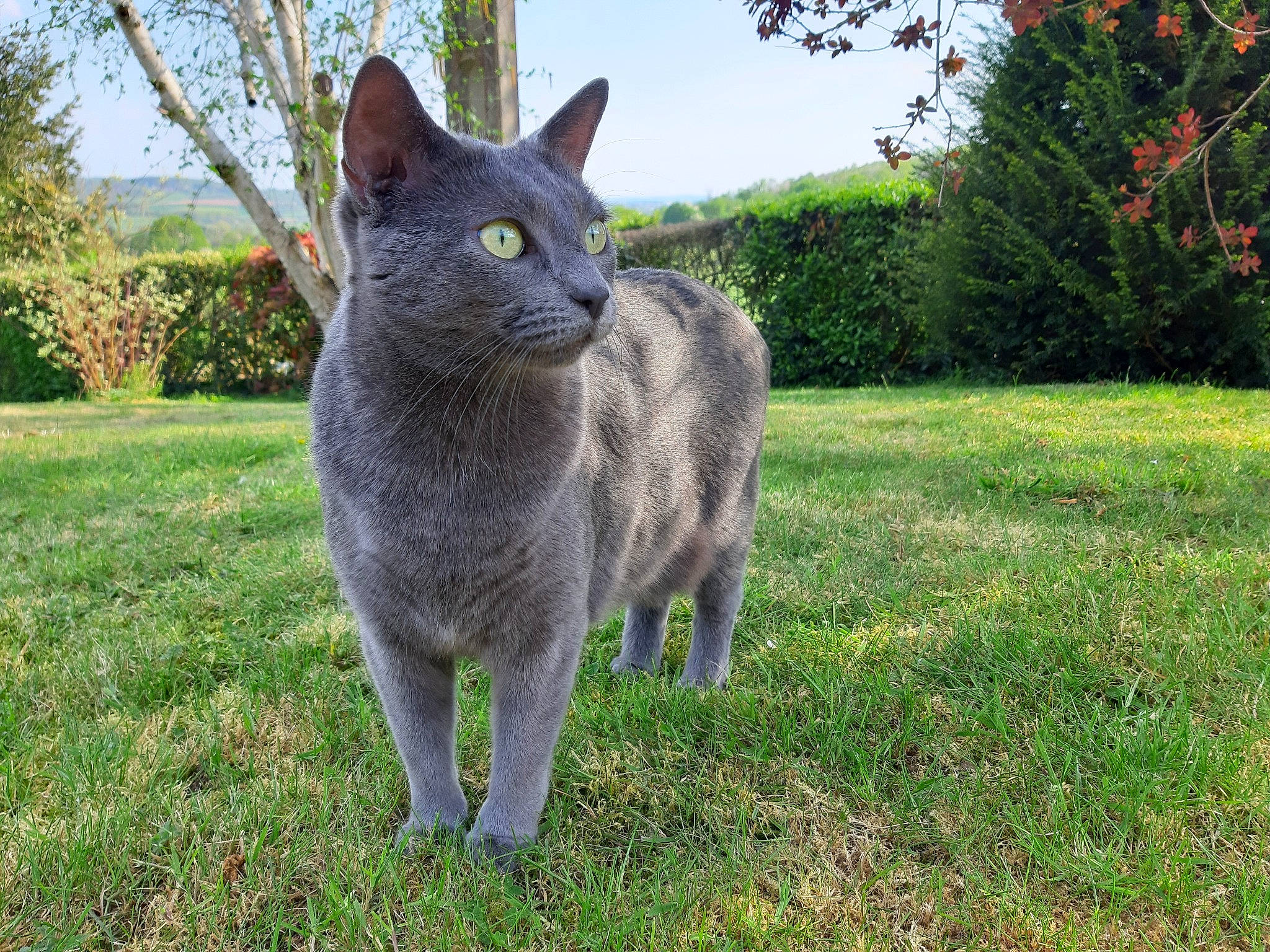 Nouméa a rejoint le concours — aidez-le/la à gagner de superbes lots ! british_shorthair, carnivore, cat, chartreux, domestic_short_haired_cat, felidae, german_rex, grass, korat, mammal, nebelung, plant, russian_blue, small_to_medium_sized_cats, snout, tail, vertebrate, whiskers, wildlife