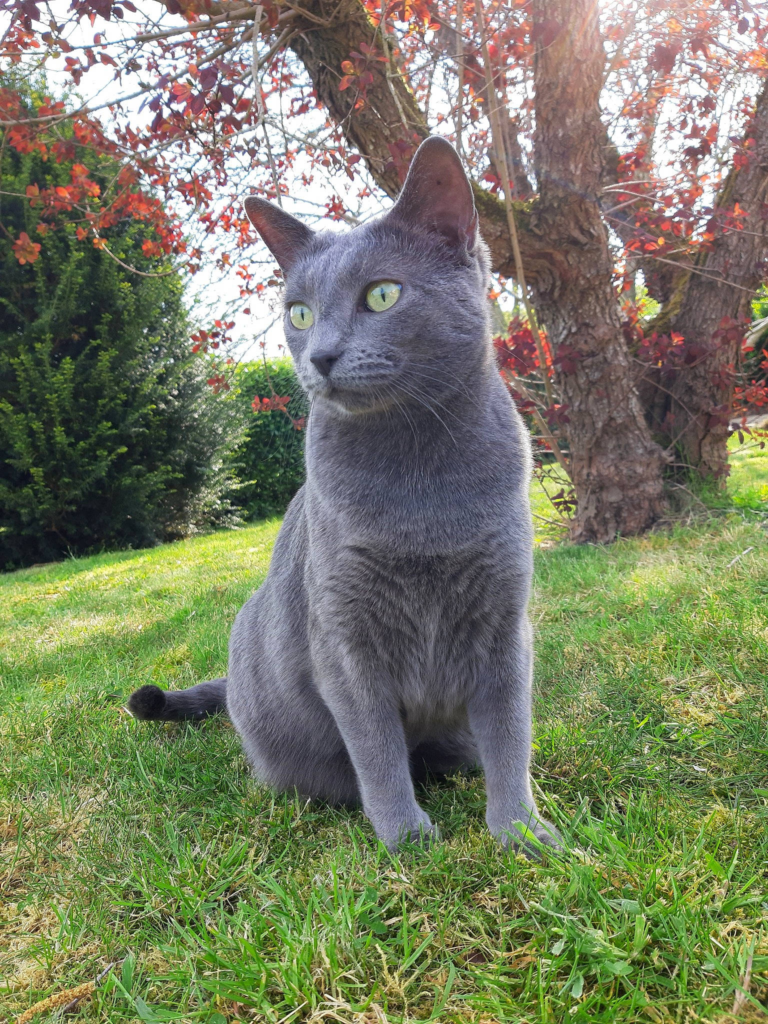 Nouméa participe au concours pour gagner de l'argent avec cette photo : british_shorthair, carnivore, cat, chartreux, domestic_short_haired_cat, felidae, grass, korat, mammal, nebelung, plant, russian_blue, small_to_medium_sized_cats, snout, vertebrate, whiskers, wildlife
