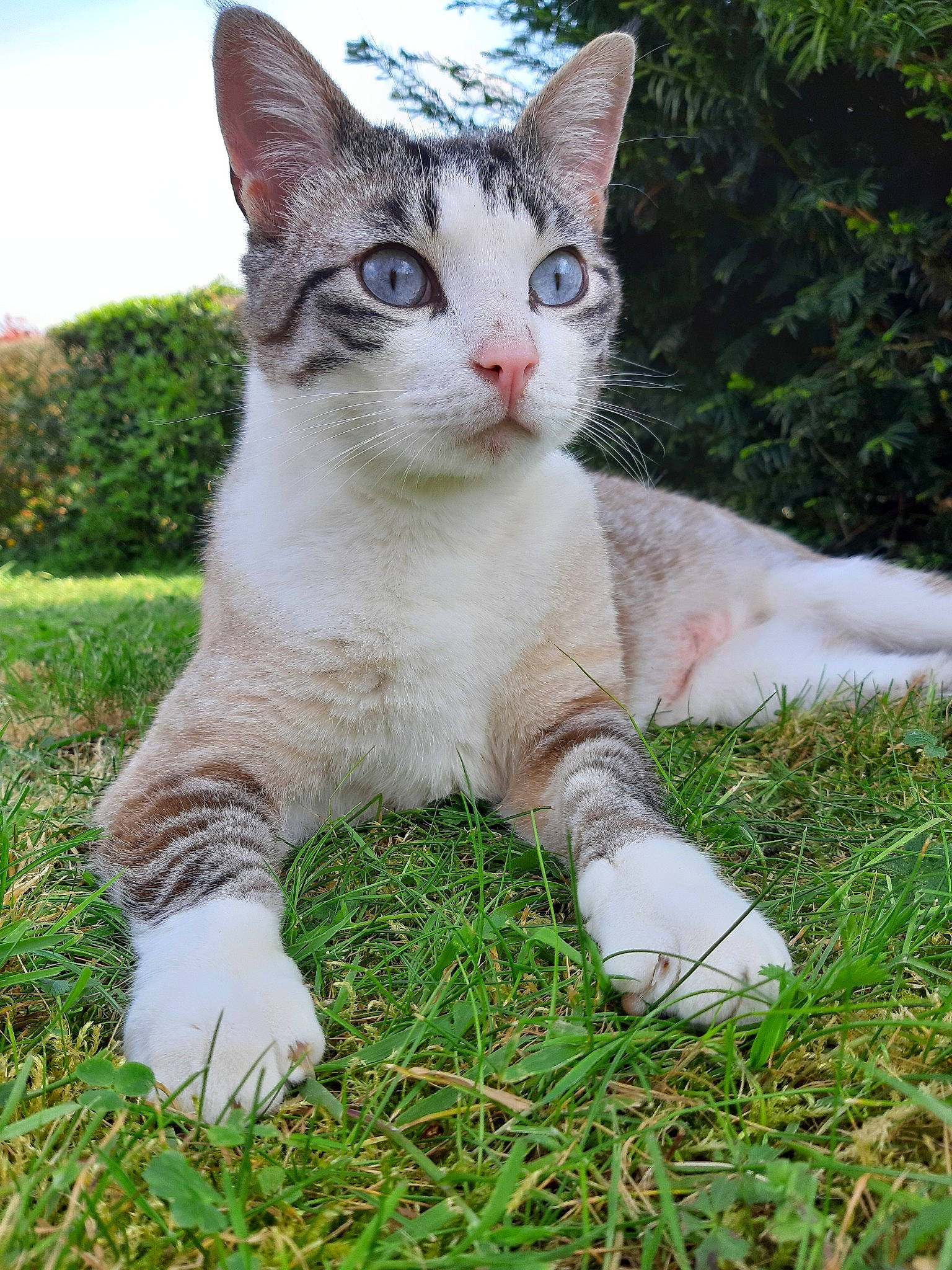 Nelson a rejoint le concours — aidez-le/la à gagner de superbes lots ! aegean_cat, american_wirehair, asian, carnivore, cat, domestic_short_haired_cat, european_shorthair, fawn, felidae, german_rex, grass, kitten, mammal, ojos_azules, polydactyl_cat, small_to_medium_sized_cats, tail, vertebrate, whiskers