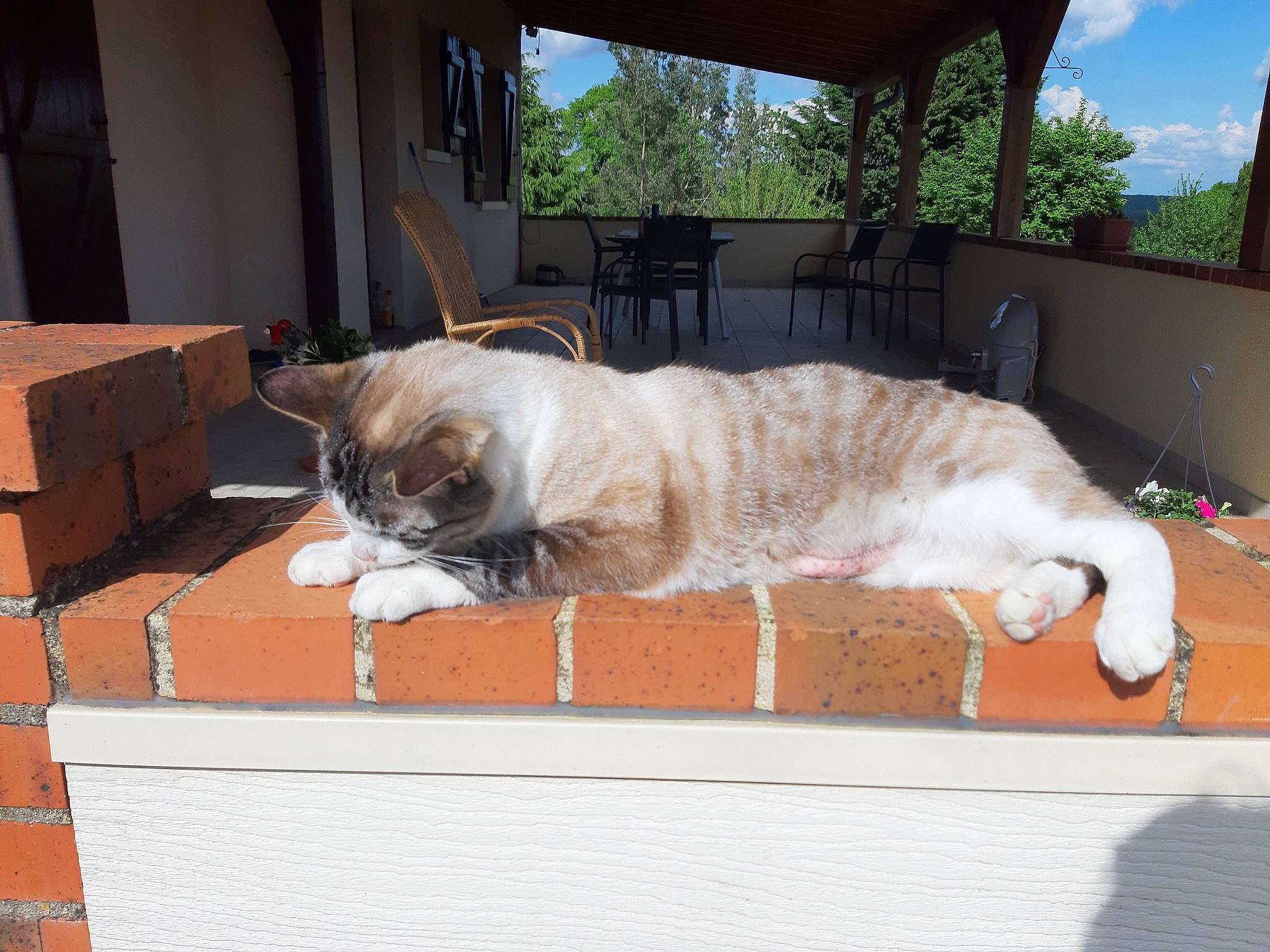 Nelson a rejoint le concours — aidez-le/la à gagner de superbes lots ! box, carnivore, cat, european_shorthair, fawn, felidae, fur, small_to_medium_sized_cats, tail, whiskers