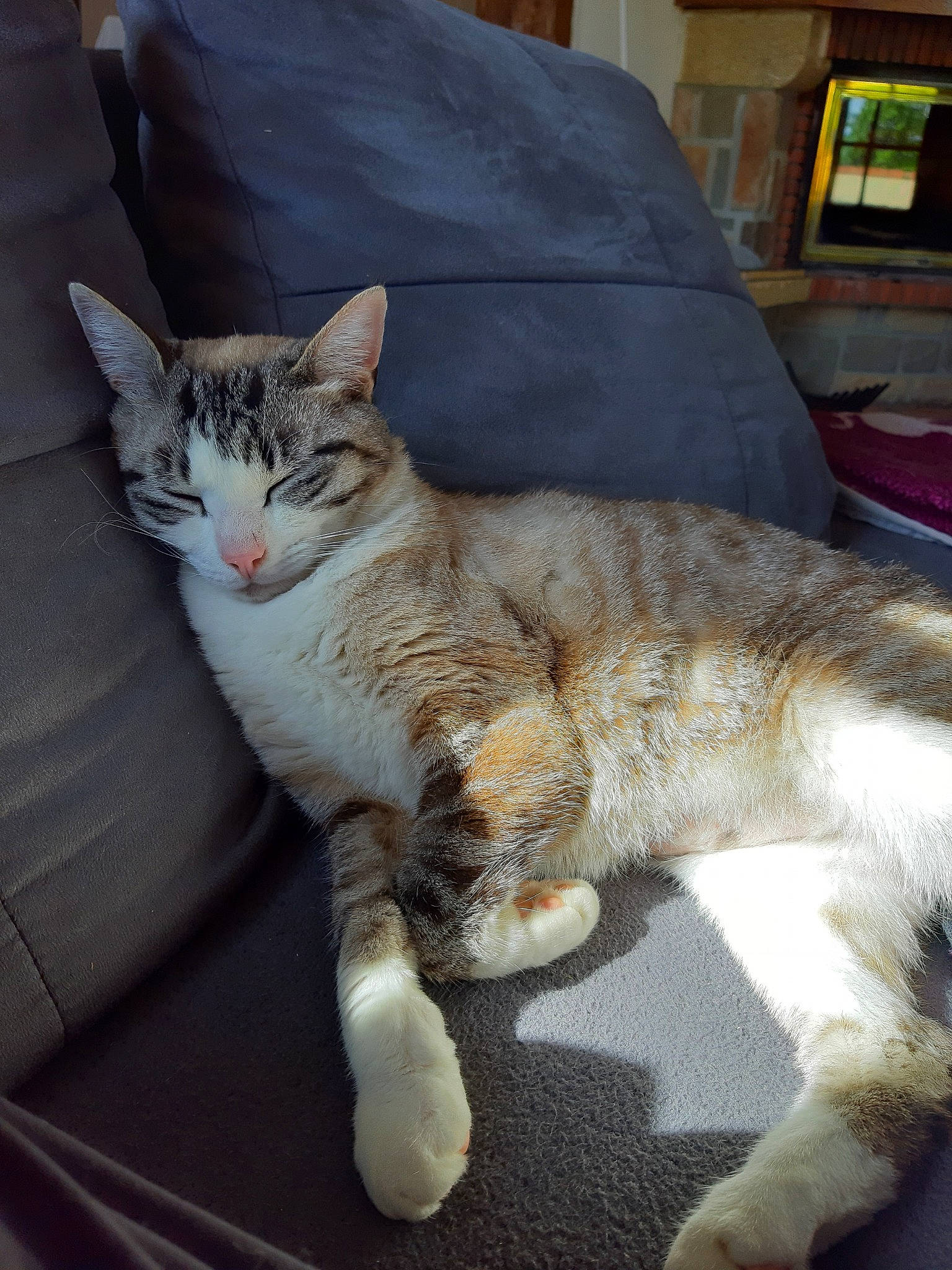 Nelson participe au concours pour gagner de l'argent avec cette photo : aegean_cat, american_wirehair, asian, carnivore, cat, domestic_short_haired_cat, dragon_li, european_shorthair, fawn, felidae, kitten, mammal, ojos_azules, paw, polydactyl_cat, small_to_medium_sized_cats, tabby_cat, tail, vertebrate, whiskers