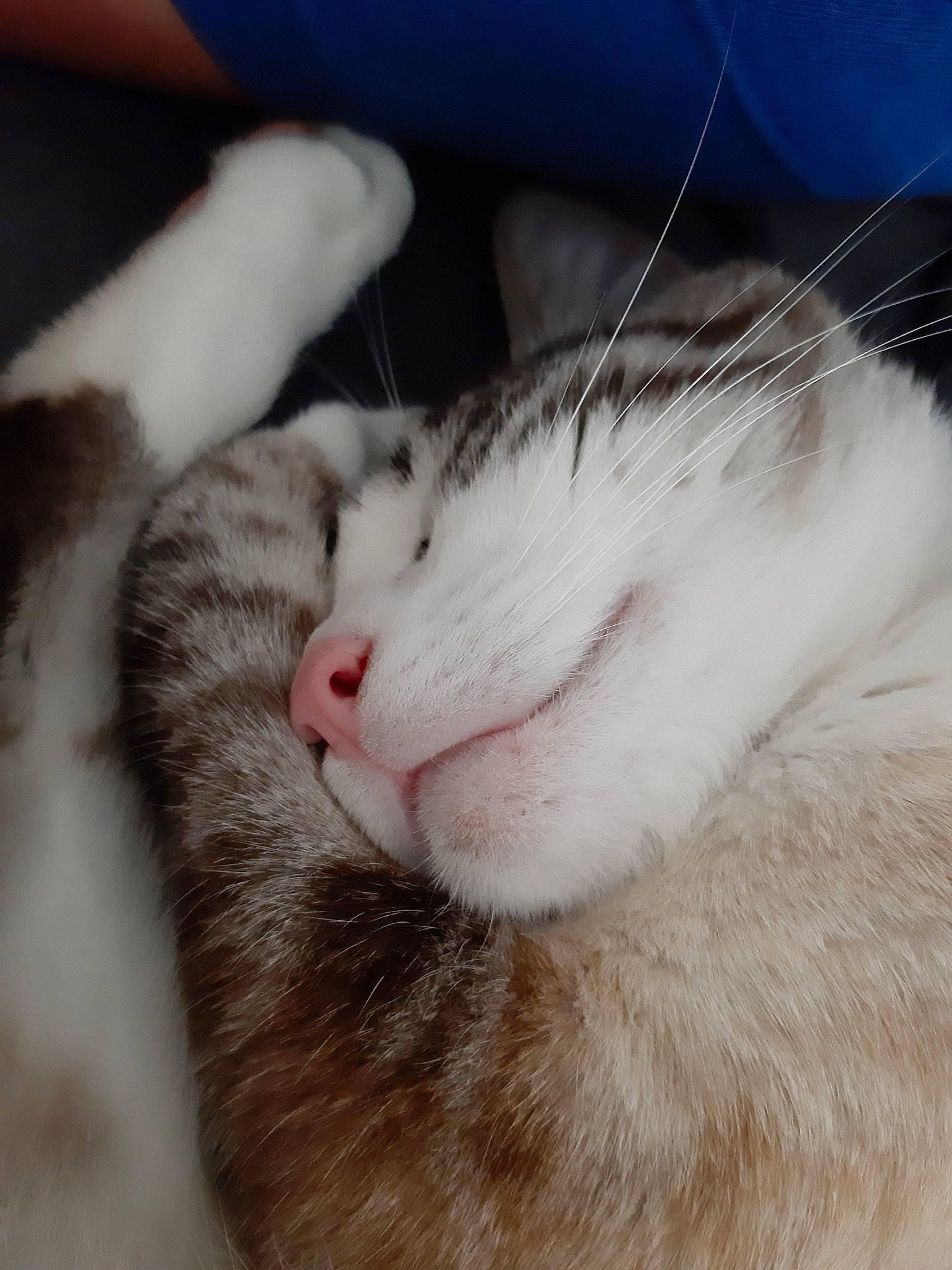 Nelson a rejoint le concours — aidez-le/la à gagner de superbes lots ! aegean_cat, american_wirehair, carnivore, cat, claw, domestic_short_haired_cat, ear, eye, felidae, fur, nap, nose, paw, polydactyl_cat, sleep, small_to_medium_sized_cats, snout, whiskers