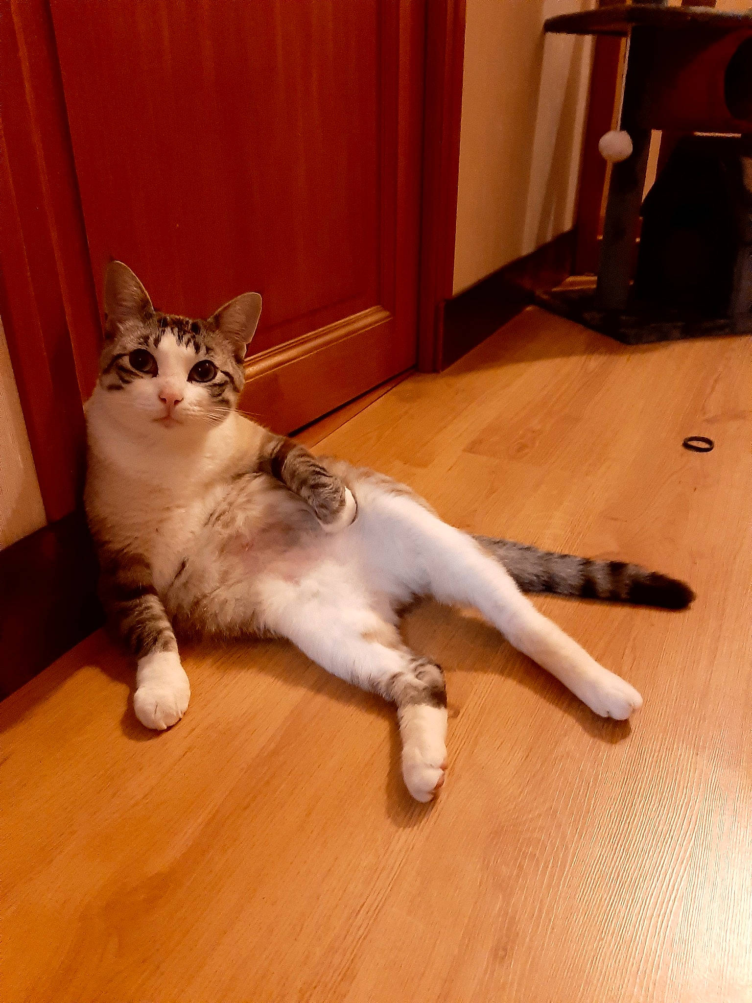 Nelson a rejoint le concours — aidez-le/la à gagner de superbes lots ! aegean_cat, american_curl, american_wirehair, asian, carnivore, cat, domestic_short_haired_cat, european_shorthair, felidae, floor, flooring, laminate_flooring, leg, mammal, paw, polydactyl_cat, small_to_medium_sized_cats, tail, vertebrate, whiskers