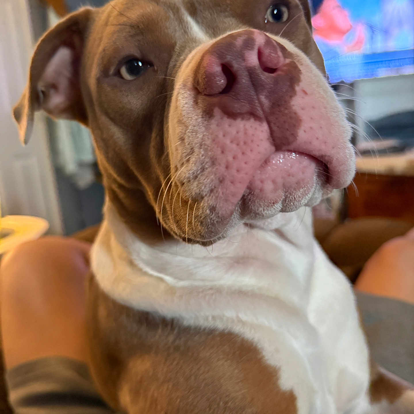 Maddie Shay is registered to the contest to win money with this photo: animal, blurred_background, brown, canine, close_up, companion, dog, ears, fur, home, indoor, legs, living_room, person, pet, pink_nose, relaxed, snout, television, white