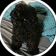 Aïdan participe au concours pour gagner de l'argent avec cette photo : dog, puppy, black_dog, curly_hair, pet, bed, pillow, blue_pillow, indoor, cute, animal, fur, looking_up, small_dog, curious, domestic_animal, furniture, resting, cozy, companion