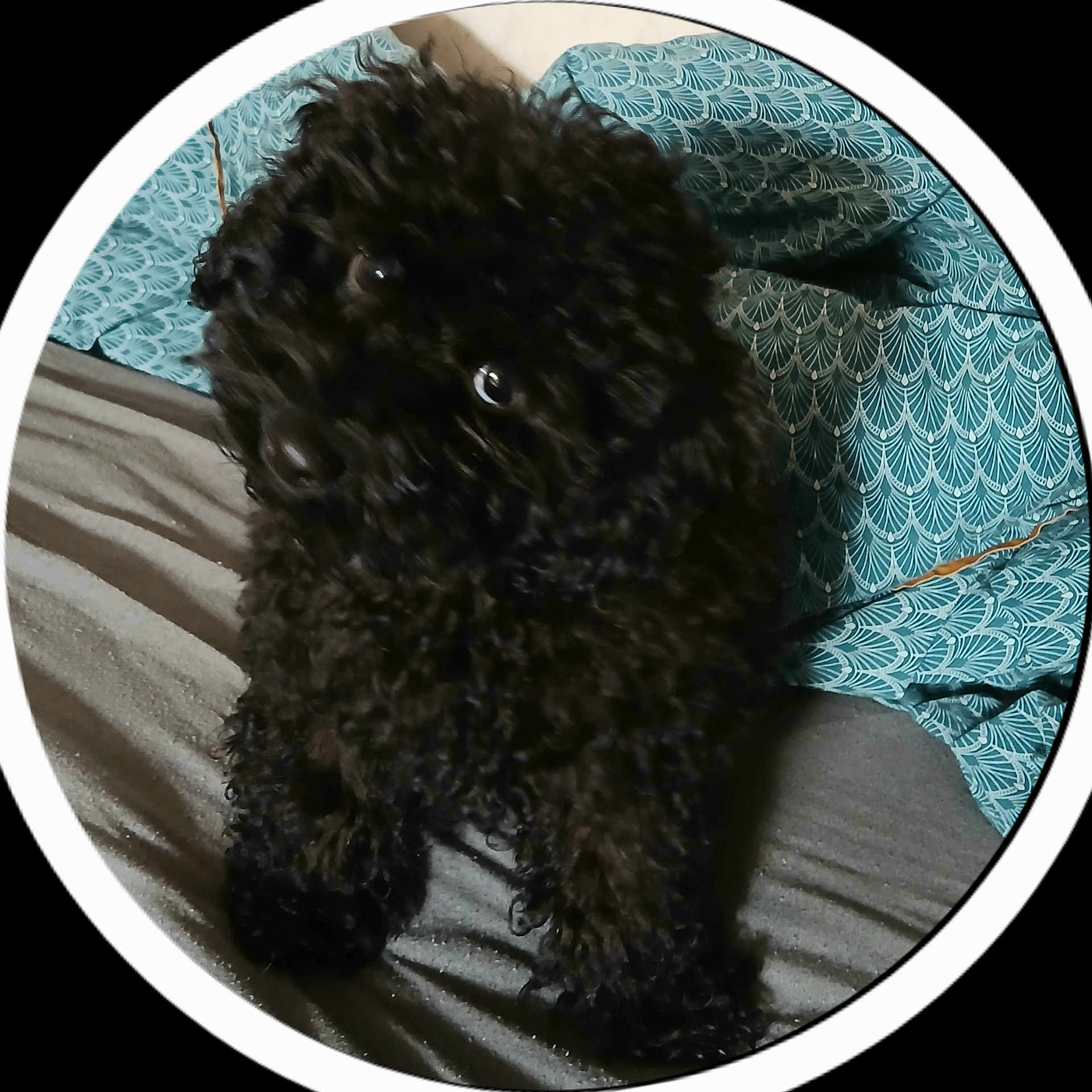 Aïdan participe au concours pour gagner de l'argent avec cette photo : animal, bed, black_dog, blue_pillow, companion, cozy, curious, curly_hair, cute, dog, domestic_animal, fur, furniture, indoor, looking_up, pet, pillow, puppy, resting, small_dog