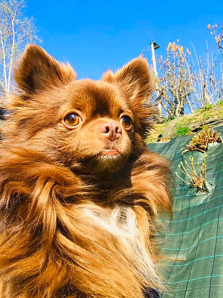 Nelson a rejoint le concours — aidez-le/la à gagner de superbes lots ! canidae, carnivore, chihuahua, companion_dog, dog, dog_breed, fawn, liver, mammal, papillon, pomeranian, russkiy_toy, toy_dog, vertebrate
