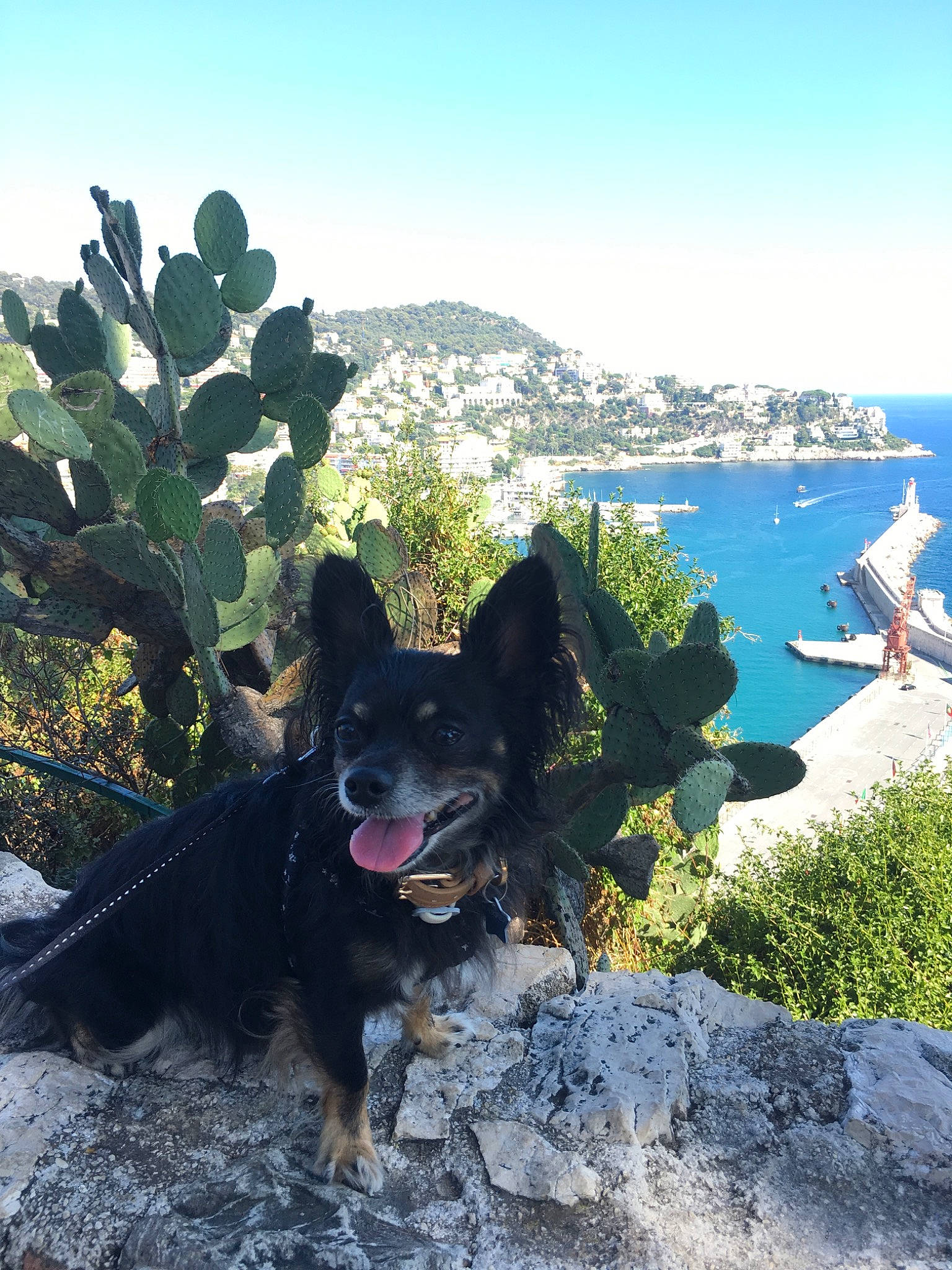 Harper a rejoint le concours — aidez-le/la à gagner de superbes lots ! adventure, canidae, carnivore, dog, dog_breed, herding_dog, plant, schipperke, working_dog