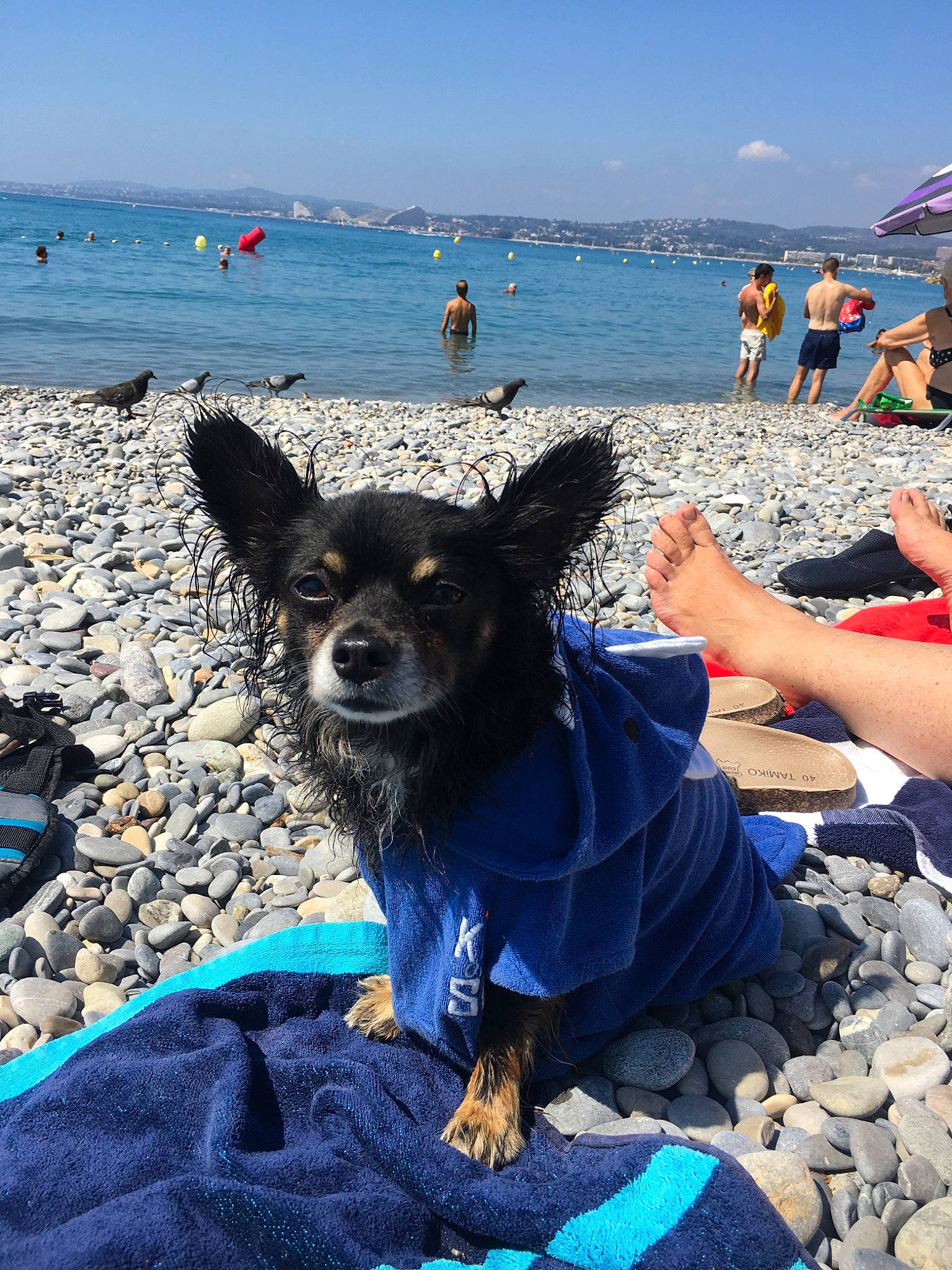 Harper participe au concours pour gagner de l'argent avec cette photo : beach, canidae, carnivore, chihuahua, coast, coastal_and_oceanic_landforms, dog, dog_breed, fun, mountain, ocean, rock, sand, sea, sky, summer, sun_tanning, tourism, toy_dog, vacation