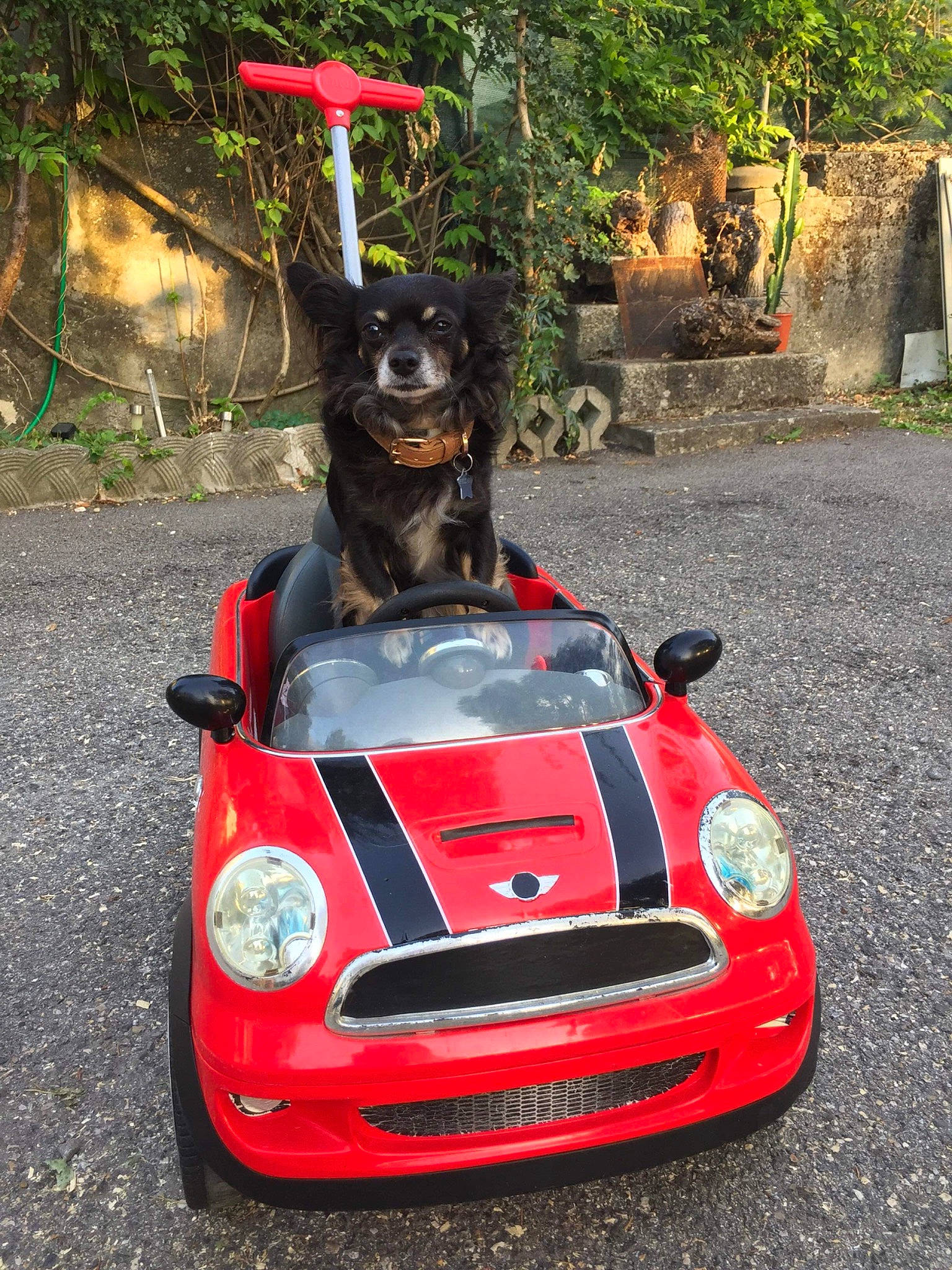 Harper participe au concours pour gagner de l'argent avec cette photo : automotive_design, automotive_exterior, automotive_wheel_system, bumper, canidae, car, city_car, compact_car, hood, mini, mini_cooper, motor_vehicle, plant, red, rim, sports_car, subcompact_car, supercar, vehicle, vehicle_door