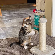 Bonnie joined the competition — help win amazing prizes! kitten, cat, scratching_post, indoor, carpet, kitchen, tile_floor, pet, curious, young_cat, playful, feline, paw, bag, litter, home, animal, domestic, furniture, floor