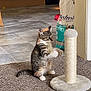 kitten, cat, scratching_post, indoor, carpet, kitchen, tile_floor, pet, curious, young_cat, playful, feline, paw, bag, litter, home, animal, domestic, furniture, floor