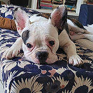 Bill participe au concours pour gagner de l'argent avec cette photo : french_bulldog, puppy, dog, bench, floral_pattern, ears, eyes, nose, face, lying_down, indoor, bookshelf, books, mannequin_head, headphones, floor, tile_floor, cushion, home, cozy