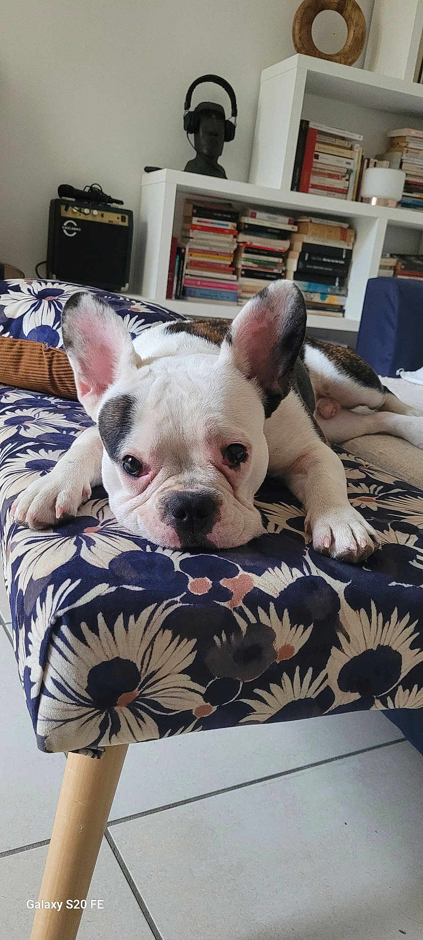 Bill participe au concours pour gagner de l'argent avec cette photo : french_bulldog, puppy, dog, bench, floral_pattern, ears, eyes, nose, face, lying_down, indoor, bookshelf, books, mannequin_head, headphones, floor, tile_floor, cushion, home, cozy