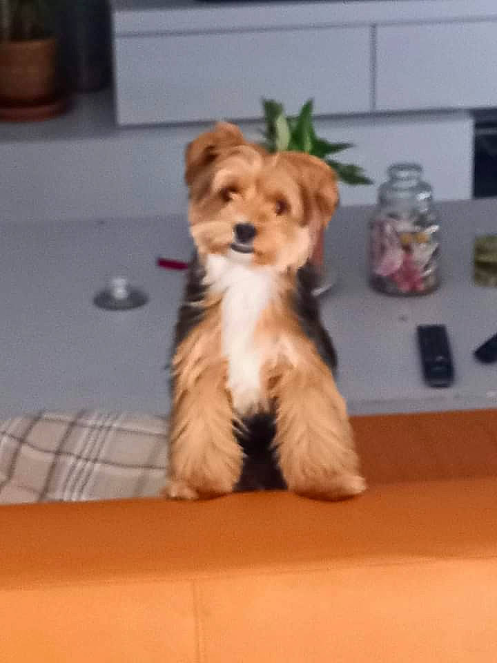 Swiffer a rejoint le concours — aidez-le/la à gagner de superbes lots ! carnivore, companion_dog, dog, dog_breed, dog_supply, fawn, floor, flooring, fur, hardwood, paw, pomeranian, small_terrier, snout, sporting_group, tail, terrier, toy_dog, whiskers, wood