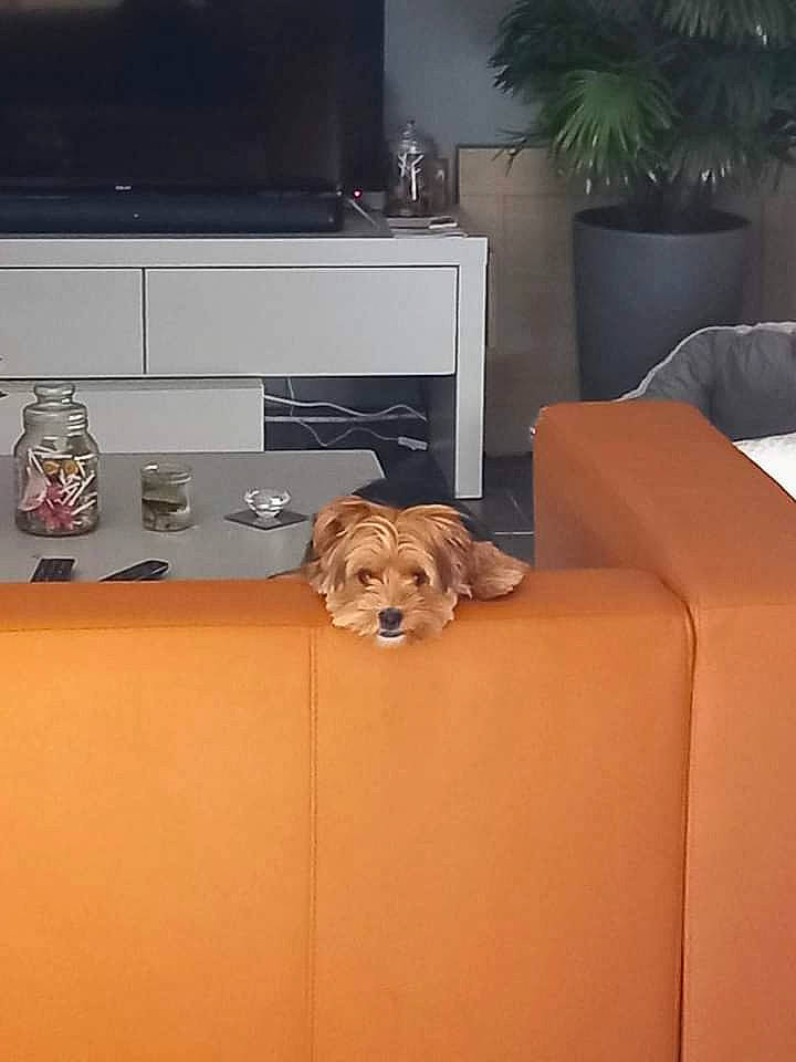 Swiffer a rejoint le concours — aidez-le/la à gagner de superbes lots ! bookcase, cabinetry, carnivore, comfort, companion_dog, couch, dog, dog_breed, fawn, floor, flooring, furniture, hardwood, houseplant, interior_design, living_room, mammal, plant, table, wood