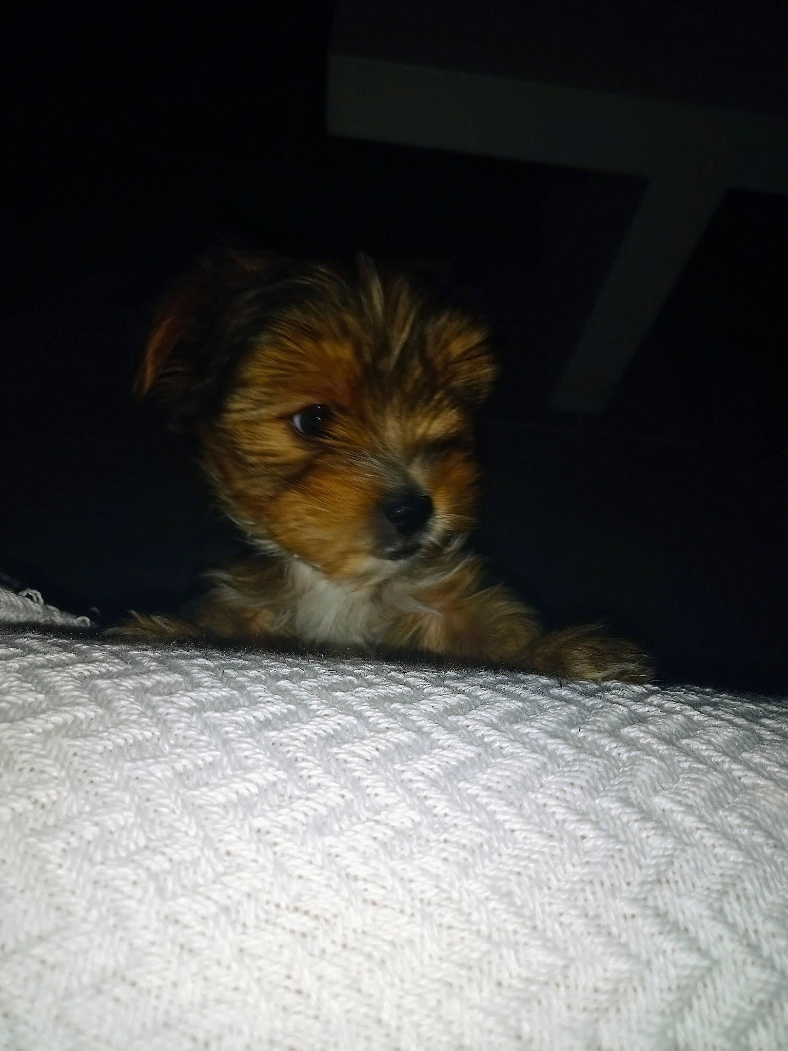 Swiffer a rejoint le concours — aidez-le/la à gagner de superbes lots ! canidae, carnivore, comfort, companion_dog, darkness, dog, dog_breed, fawn, fur, hardwood, puppy, small_terrier, snout, sporting_group, terrestrial_animal, terrier, toy_dog, whiskers, wildlife, wood