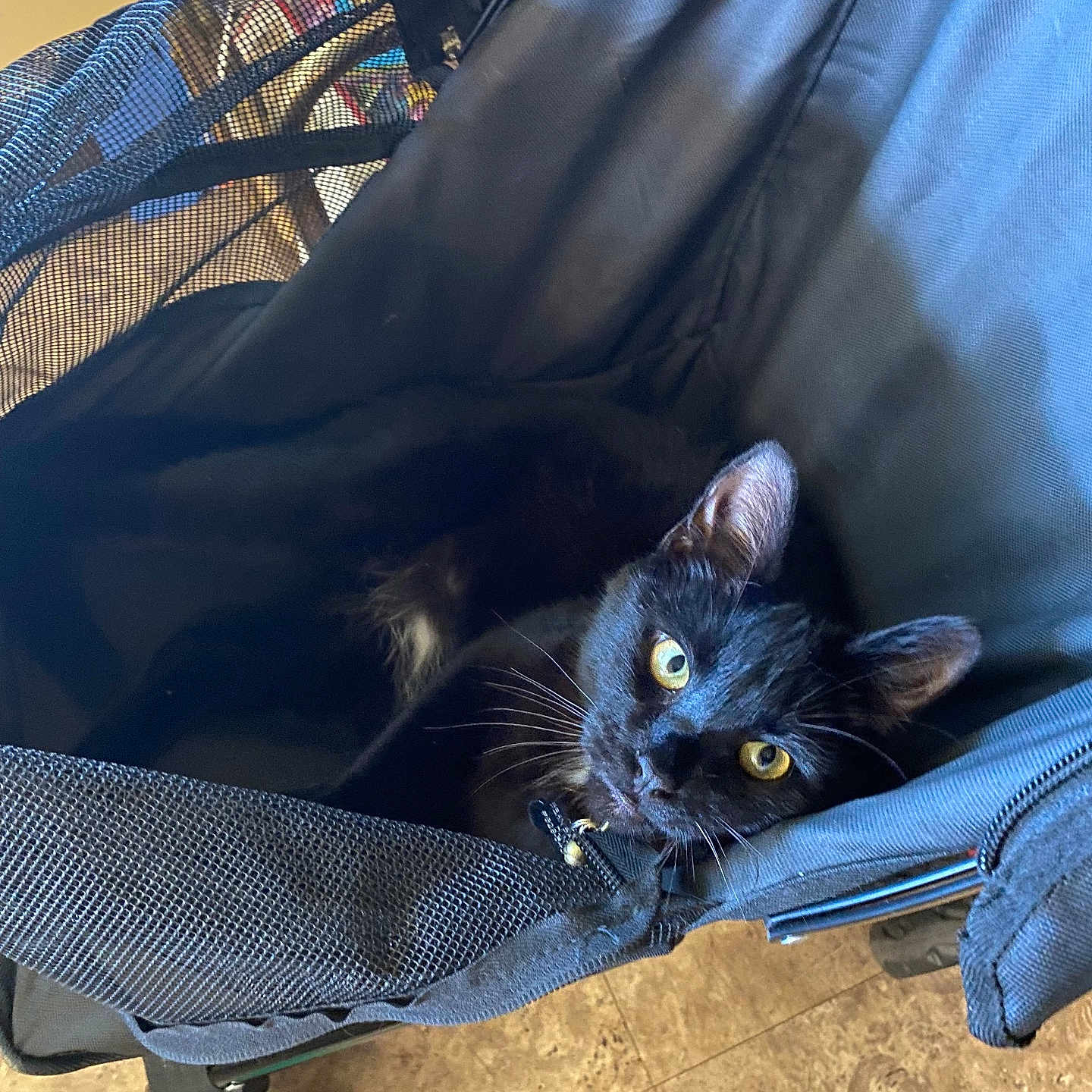 Bean joined the competition — help win amazing prizes! animal, black_cat, cat, closeup, cozy, curious, domestic, ears, fabric, face, feline, flooring, indoor, looking, pet, shadow, stroller, wheel, whiskers, yellow_eyes