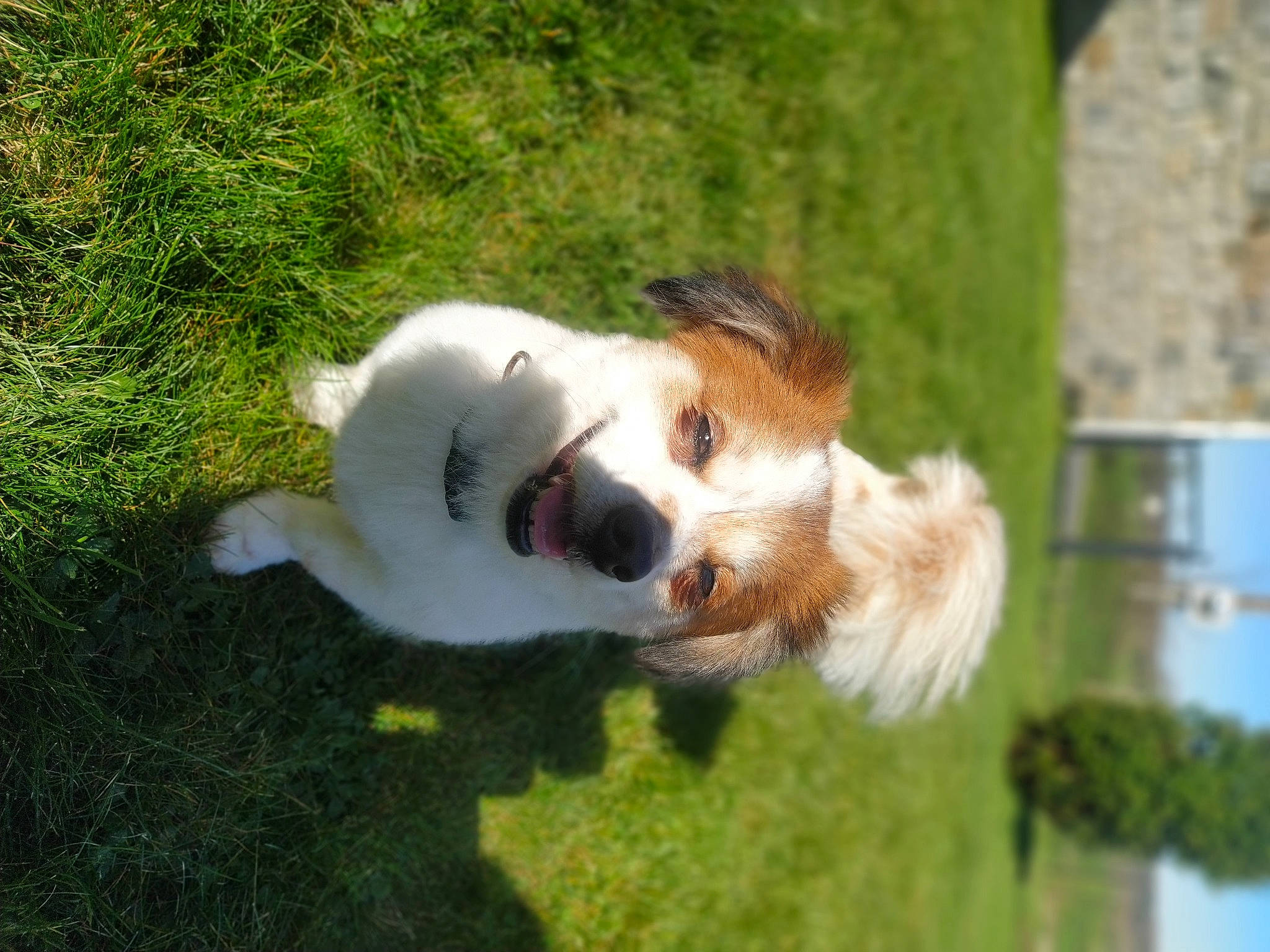 Estella a rejoint le concours — aidez-le/la à gagner de superbes lots ! ancient_dog_breeds, canidae, carnivore, collar, companion_dog, dog, dog_breed, fawn, fur, grass, herding_dog, kromfohrlander, non_sporting_group, plant, sporting_group, tail, terrestrial_animal, whiskers, working_dog