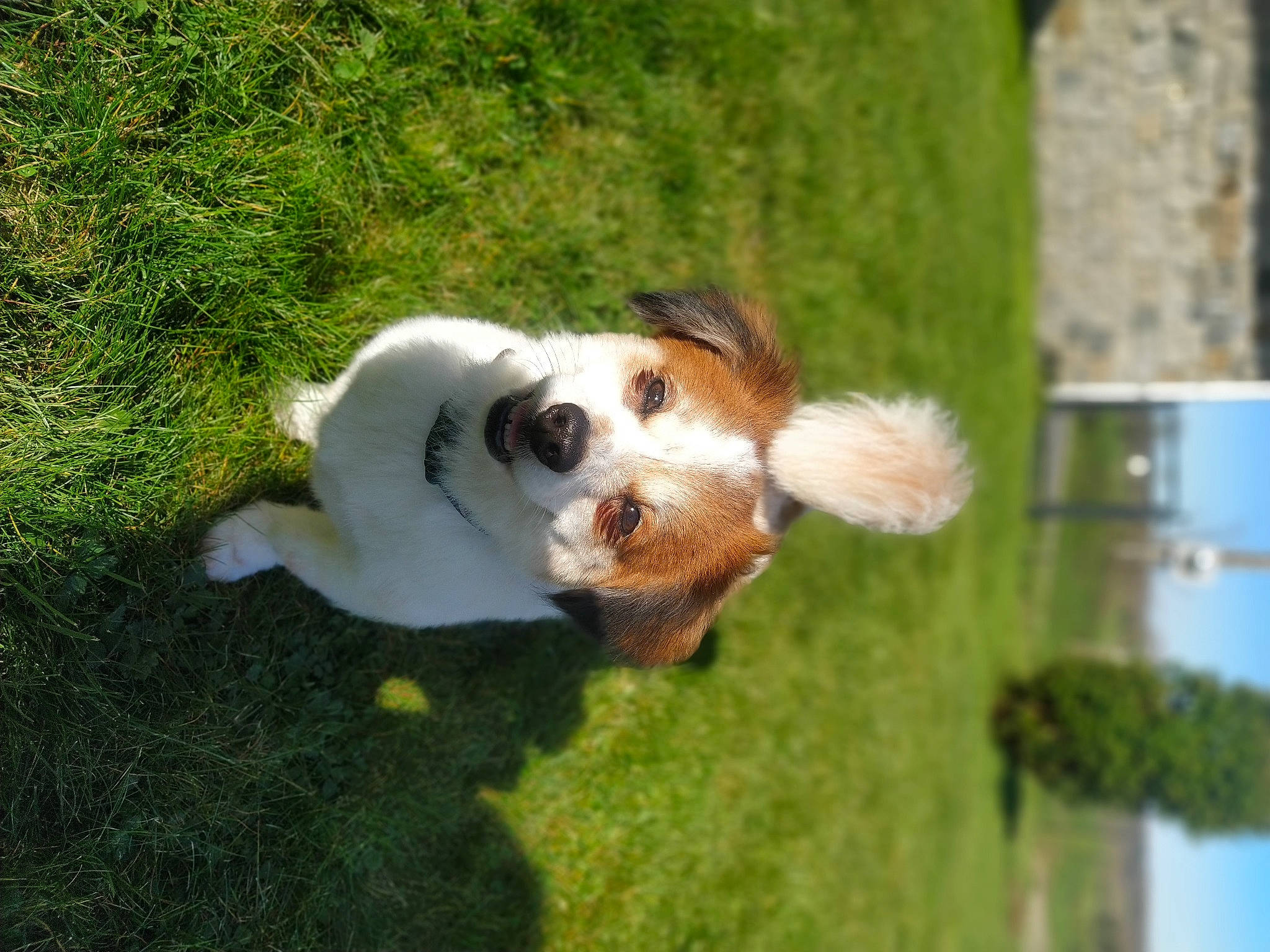 Estella participe au concours pour gagner de l'argent avec cette photo : ball, canidae, carnivore, cavalier_king_charles_spaniel, collar, companion_dog, dog, dog_breed, fawn, grass, kromfohrlander, liver, plant, sporting_group, tail, toy, water, whiskers, working_animal, working_dog