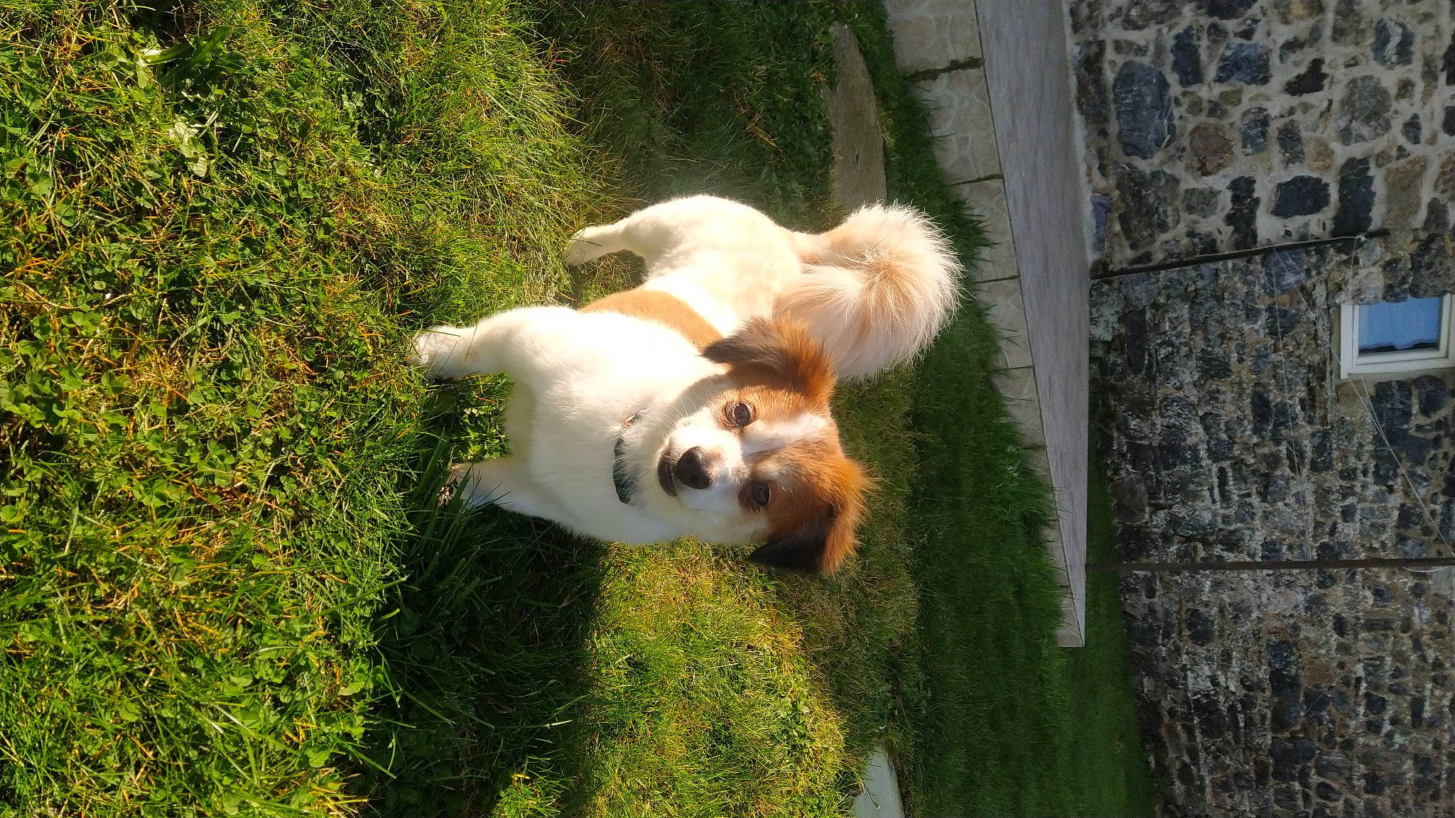 Estella participe au concours pour gagner de l'argent avec cette photo : canidae, carnivore, companion_dog, corgi_chihuahua, dog, dog_breed, fawn, fur, grass, herding_dog, non_sporting_group, plant, sporting_group, tail, terrestrial_animal, toy_dog, working_dog