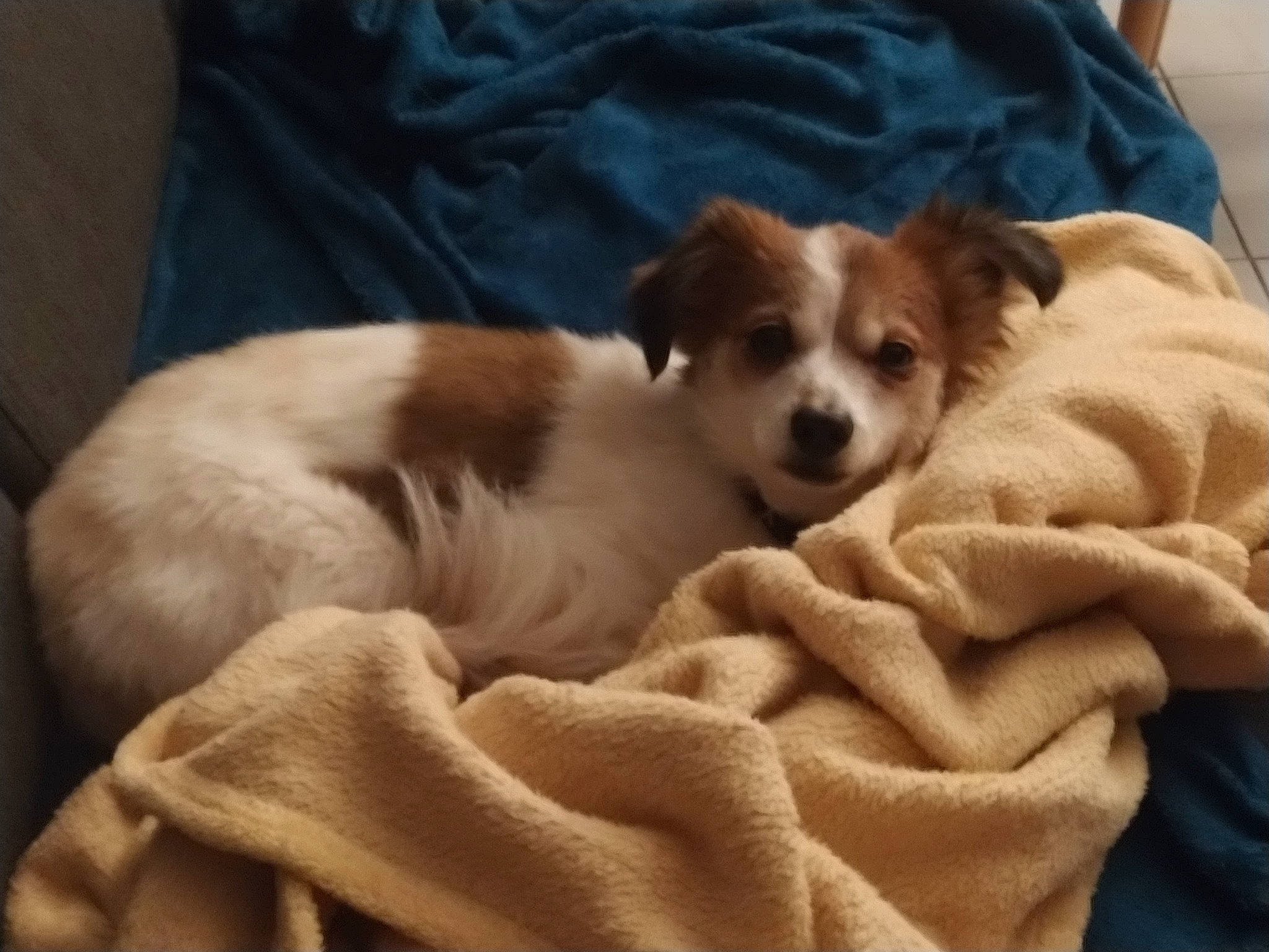 Estella a rejoint le concours — aidez-le/la à gagner de superbes lots ! bored, canidae, carnivore, comfort, companion_dog, dog, dog_breed, dog_supply, fawn, fur, king_charles_spaniel, liver, paw, russkiy_toy, sporting_group, terrestrial_animal, toy_dog, whiskers, working_animal