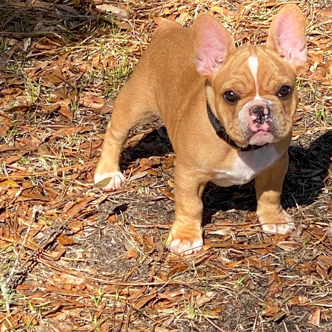 Gustsuv is registered to the contest to win money with this photo: alert, animal, brown, collar, cute, daylight, dog, ears, french_bulldog, grass, ground, leaves, nature, outdoor, pet, puppy, standing, sunlight, white, young