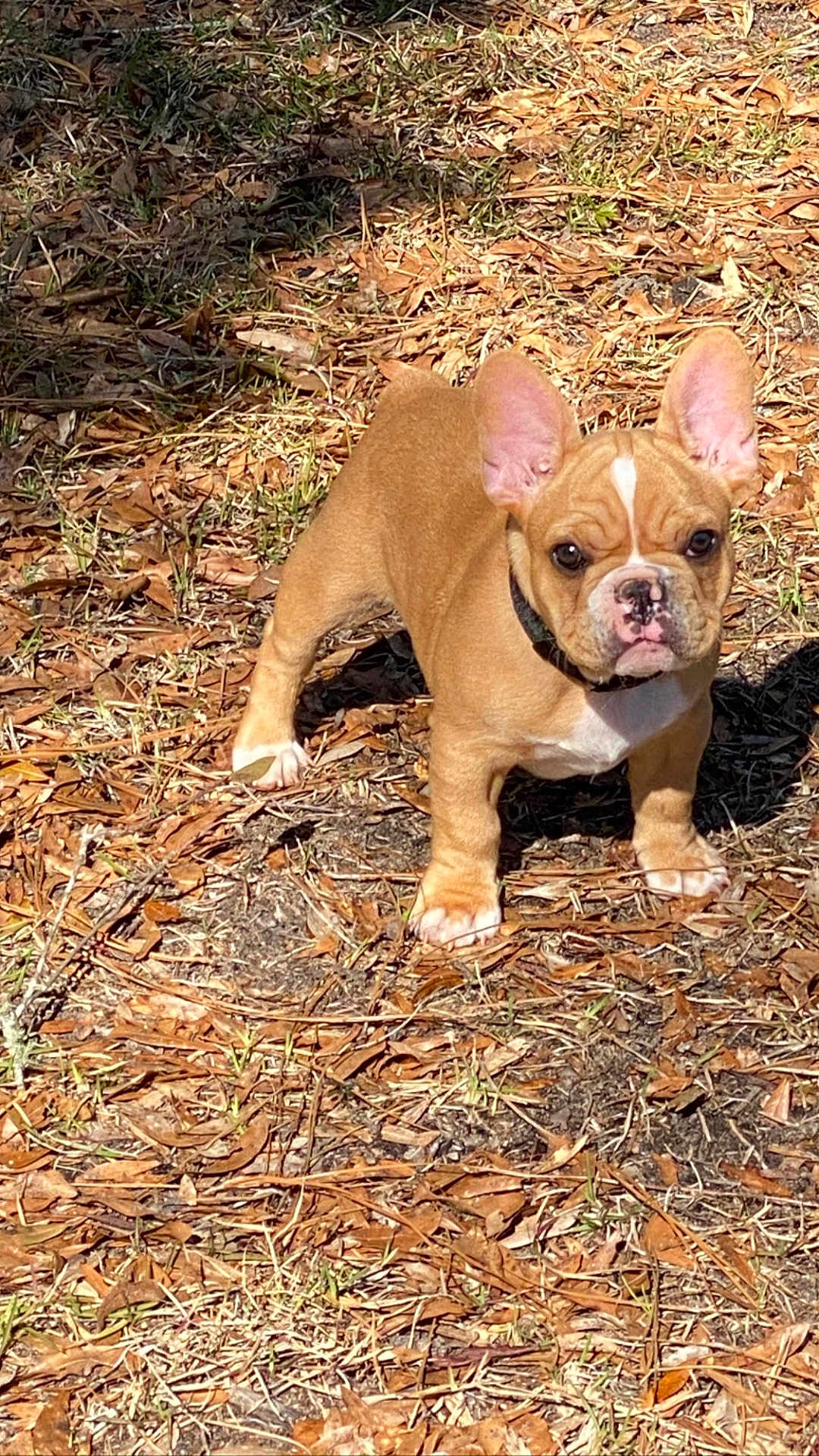 Gustsuv is registered to the contest to win money with this photo: dog, french_bulldog, puppy, outdoor, sunlight, grass, leaves, brown, white, pet, animal, alert, ears, cute, young, nature, standing, ground, daylight, collar