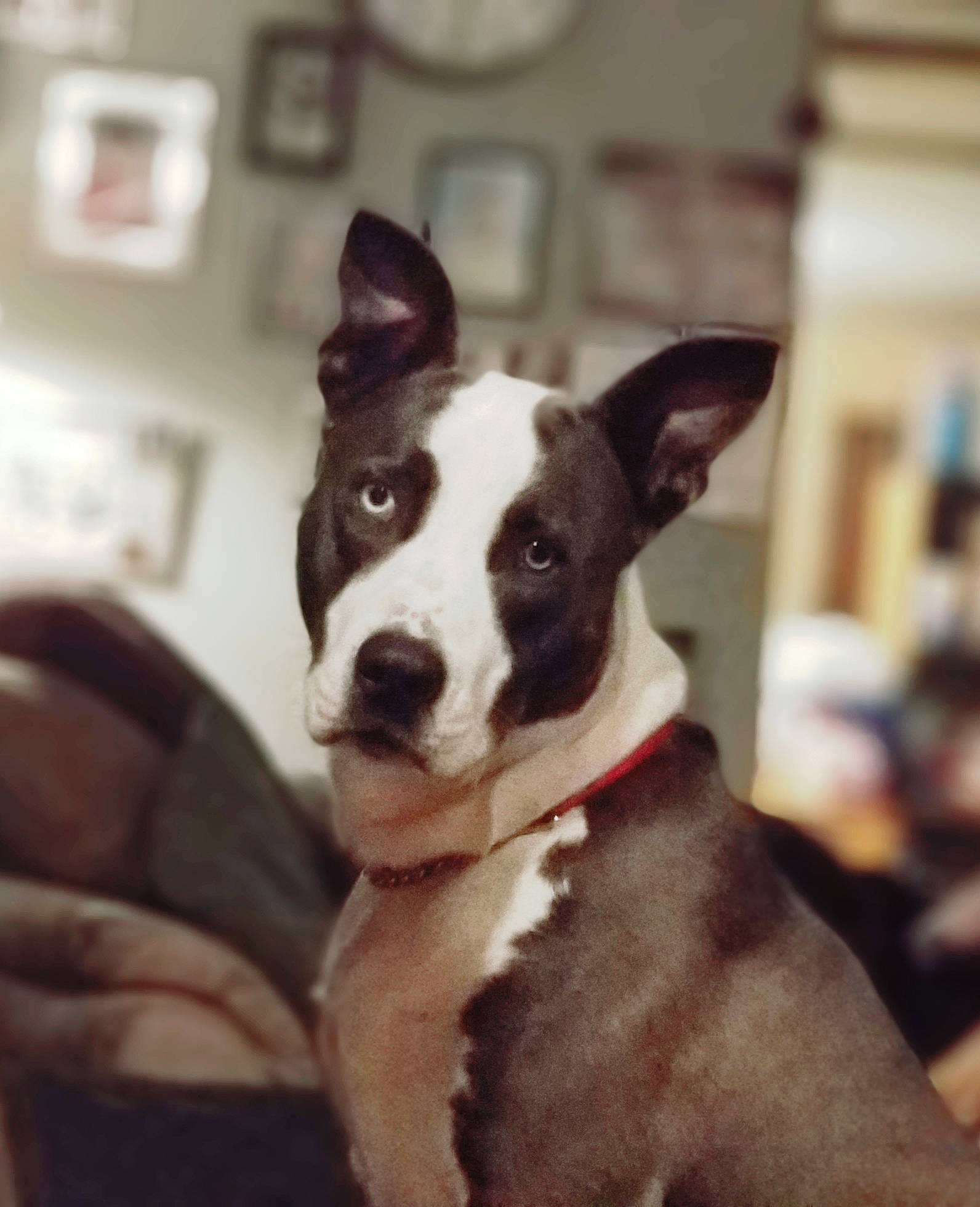 Buddha is registered to the contest to win money with this photo: canidae, carnivore, collar, comfort, companion_dog, dog, dog_breed, dog_collar, dog_supply, ear, fawn, fur, metal, pet_supply, snout, sporting_group, tail, toy_dog, whiskers, working_animal