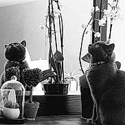 Souris a rejoint le concours — aidez-le/la à gagner de superbes lots ! cat, reflection, mirror, plant, potted_plant, indoor, black_and_white, curious, feline, collar, leaf, table, home, decor, flower, still_life, pet, animal, looking_up, quiet