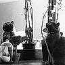 cat, reflection, mirror, plant, potted_plant, indoor, black_and_white, curious, feline, collar, leaf, table, home, decor, flower, still_life, pet, animal, looking_up, quiet