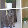 Souris a rejoint le concours — aidez-le/la à gagner de superbes lots ! cat, gray_cat, sitting, yellow_eyes, graph_paper, white_shelf, potted_plant, green_plant, indoor, office_supplies, workspace, furniture, domestic_cat, pet, curious, looking_away, paper, collar, home_interior, decor