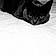 Souris
