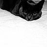 Souris participe au concours pour gagner de l'argent avec cette photo : cat, black_cat, animal, pet, indoor, blanket, bed, feline, lying_down, staring, whiskers, ears, cozy, soft, monochrome, black_and_white, close_up, fur, relaxed, quiet