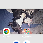 Chiara participe au concours pour gagner de l'argent avec cette photo : dog, sleeping, bed, blanket, black_and_white, indoor, cozy, pets, resting, animal, canine, cute, companion, fur, relaxing, two_dogs, home, napping, friendship, comfort