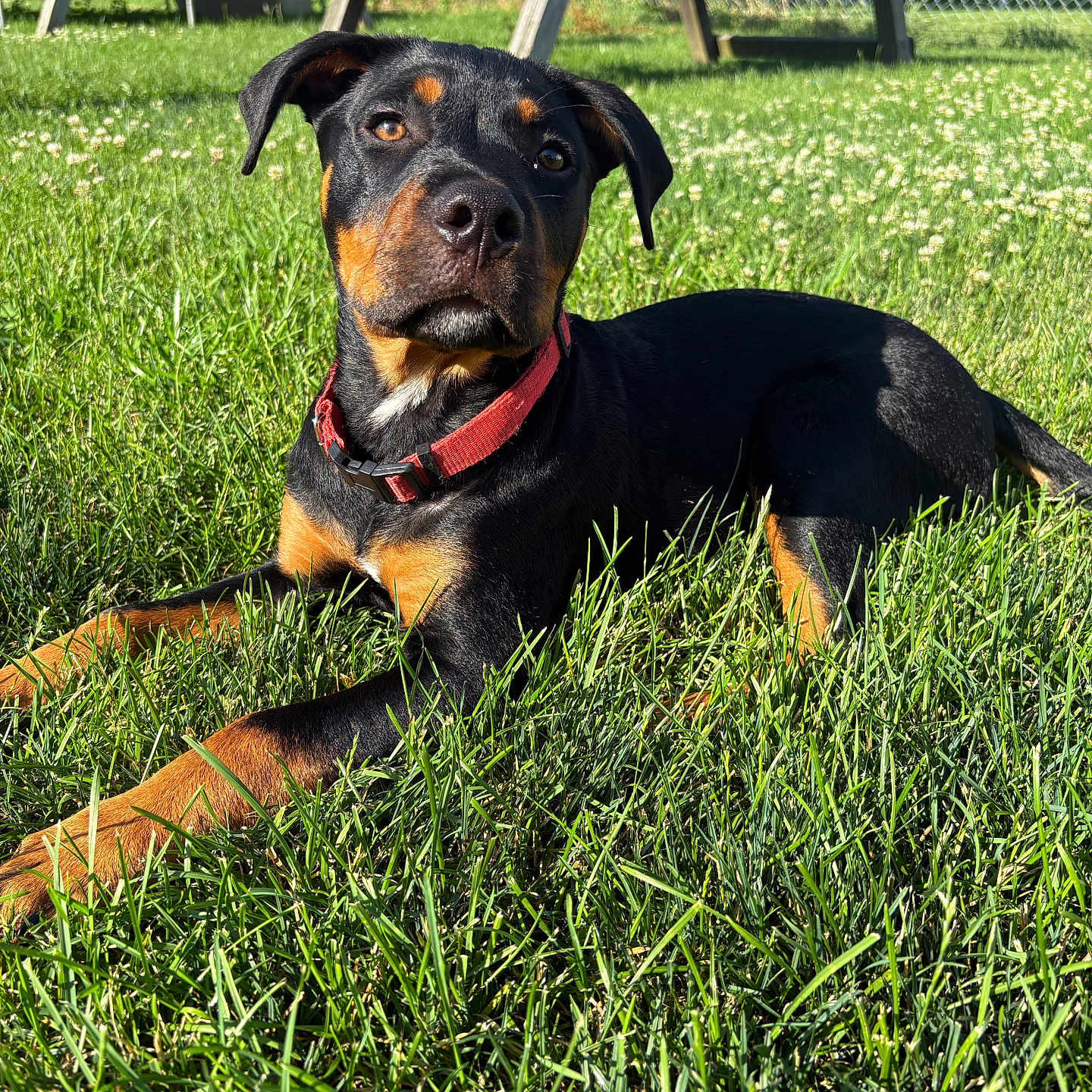 Loki is registered to the contest to win money with this photo: animal, black_and_tan, canine, collar, daylight, dog, ears, fence, grass, lawn, muzzle, nature, outdoor, park, pet, playground, relaxation, resting, summer, sunlight