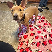 Kaine joined the competition — help win amazing prizes! dog, blanket, hello_kitty, kitchen, floor_tile, trash_can, person, jeans, slippers, ears, collar, pet, curious, indoor, animal, brown_dog, cute, looking, standing, home
