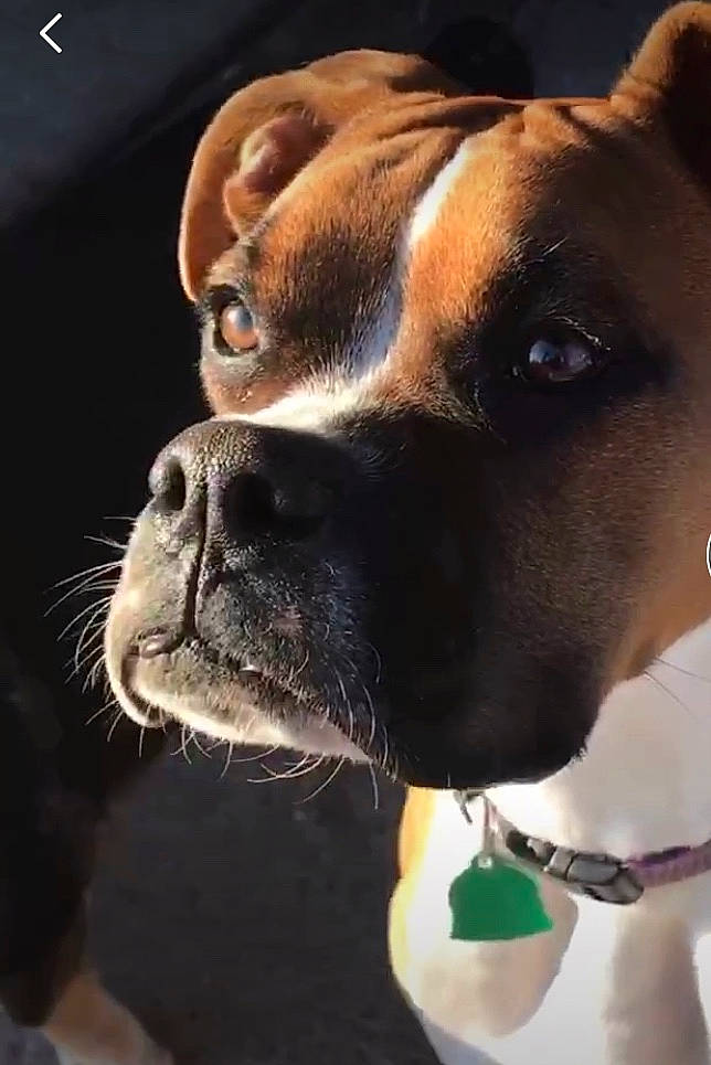 Milly is registered to the contest to win money with this photo: american_pit_bull_terrier, boxer, canidae, carnivore, collar, companion_dog, dog, dog_breed, dog_collar, ear, fawn, mammal, nose, photography, snout, sporting_group, staffordshire_bull_terrier, valley_bulldog, vertebrate, whiskers