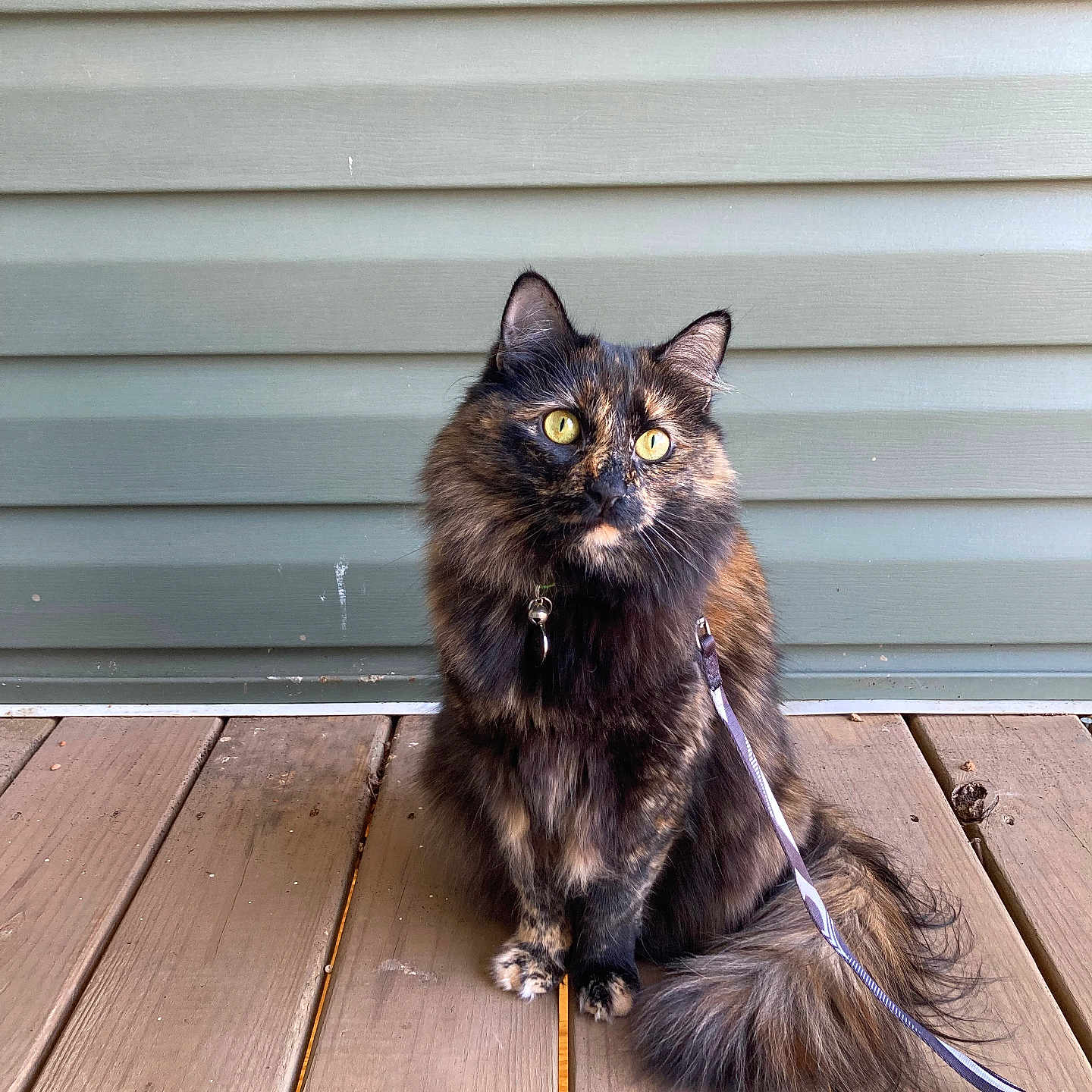 Isa
