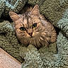 Ginette participe au concours pour gagner de l'argent avec cette photo : cat, green_eyes, fluffy, blanket, cozy, snug, pet, feline, soft_texture, indoors, resting, curious, cute, fur, animal, comfort, relaxation, close_up, domestic_cat, warm