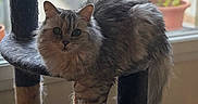 Ginette participe au concours pour gagner de l'argent avec cette photo : cat, fluffy, cat_tree, window, indoor, relaxed, pet, fur, potted_plant, natural_light, dangling_paw, cozy, animal, domestic, feline, resting, soft_light, home, background_blur, curious
